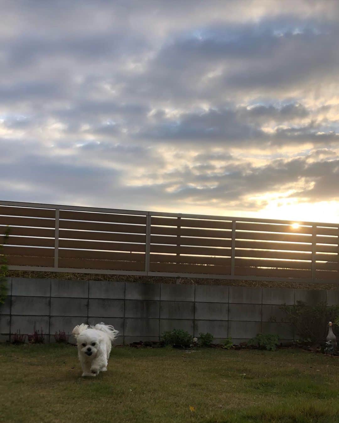小野真弓さんのインスタグラム写真 - (小野真弓Instagram)「おはようございます^ ^ 今日は冬至🍊明るい時間が貴重ですー🌞✨ 今年もあと10日。。 元気に走り抜けられますように🍀😷 今日も良い一日を(*´꒳`*) #チワワ#ハナちゃん#カンガルー犬 #チワマル#ハルくん#走る犬 #いぬばか部 #いぬすたぐらむ #chihuahua #maltese #mixdog#doglover #dogstagram  #千葉暮らし#犬のいる暮らし#朝方家族#田舎ごもり 今日も駆け回る、もけもけハルくん🐶 ハナちゃん、ぬくぬくうとうと🦘♨️ 赤鼻かーさん🧑‍🎄🦌」12月21日 7時08分 - hanaharuaroi