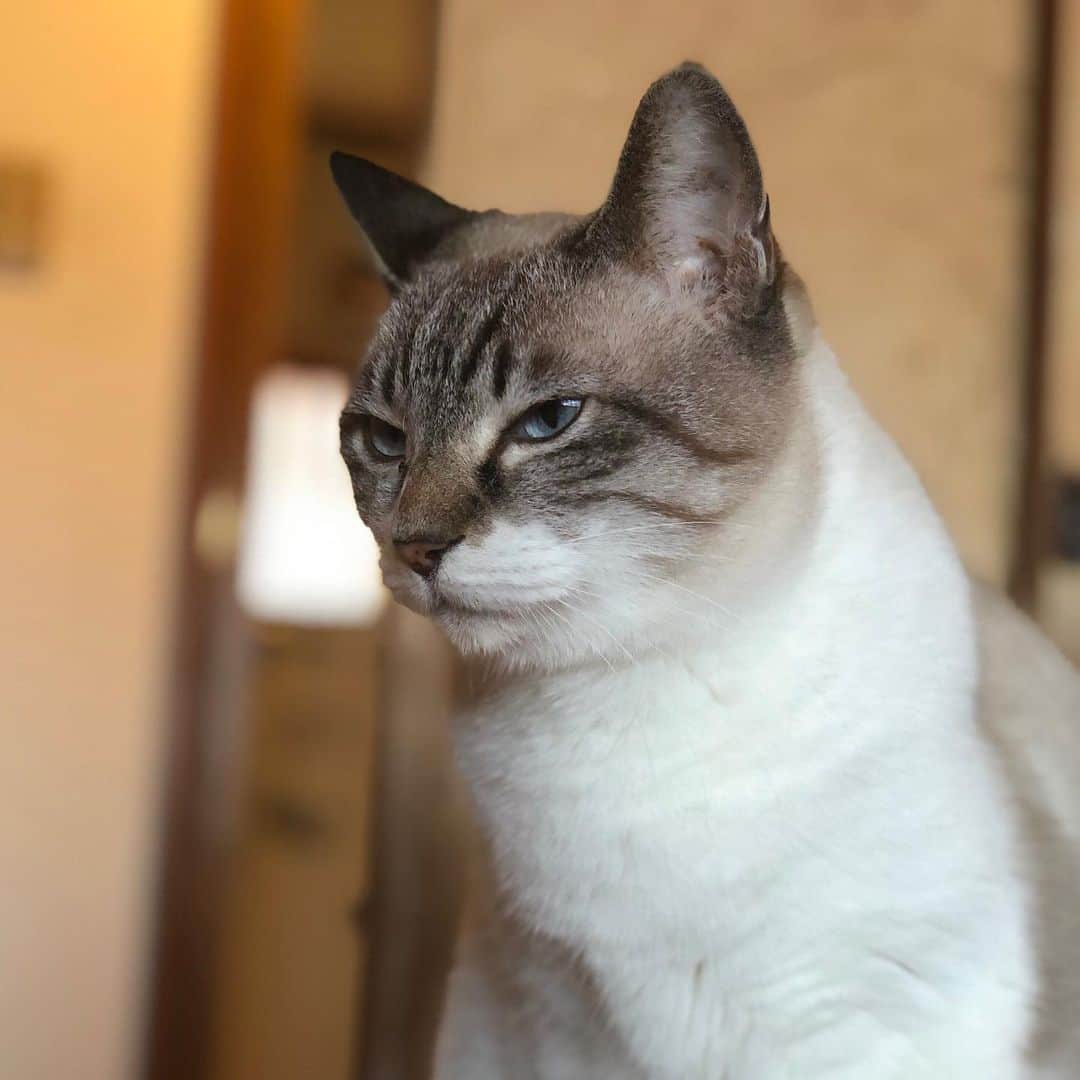 町田康のインスタグラム：「ならぬ。」