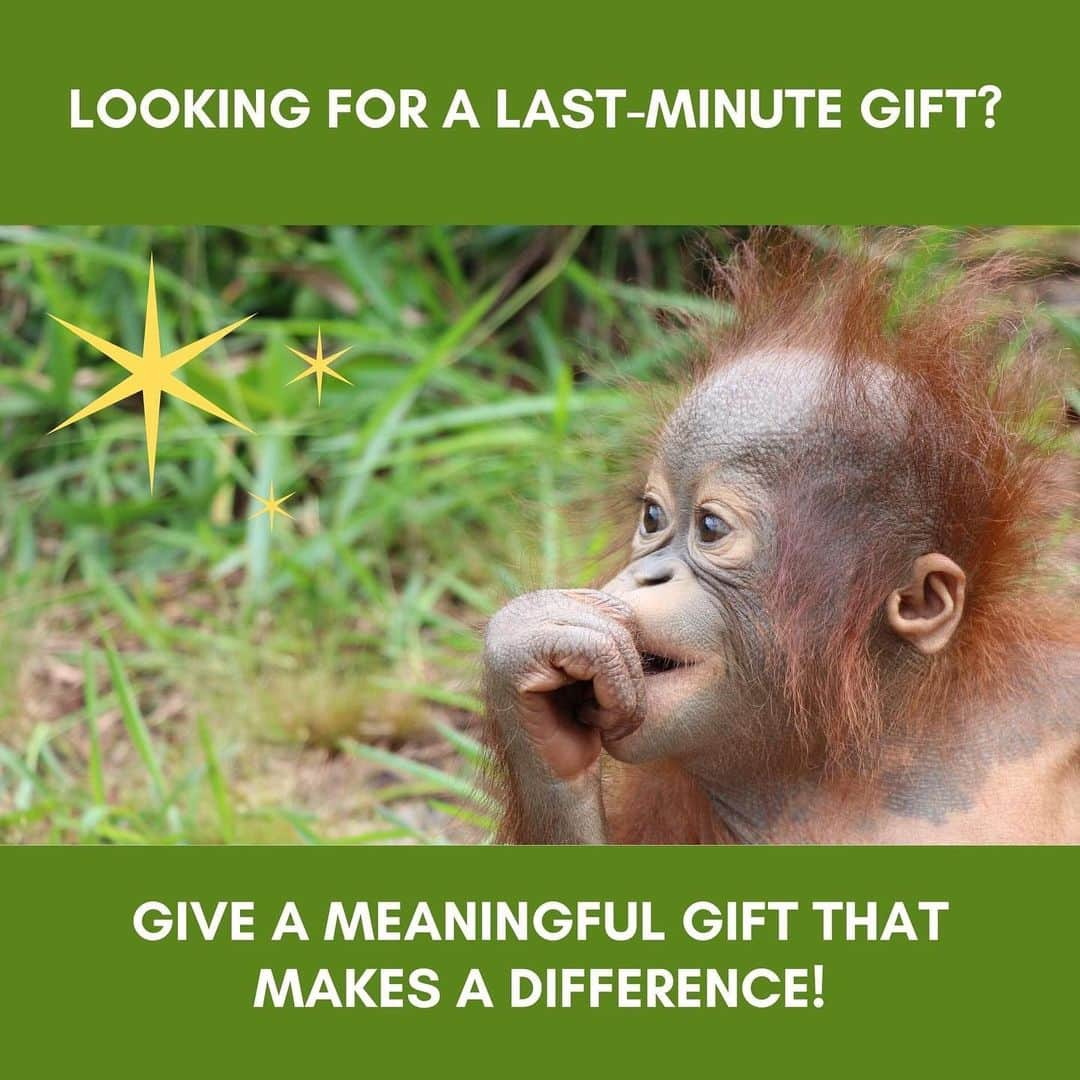 OFI Australiaさんのインスタグラム写真 - (OFI AustraliaInstagram)「Are you still looking for last minute Xmas gifts? Look no further ... it's not too late to foster an orangutan in your loved ones name ... or ... we have heaps of virtual gifts ranging from $10 to $1,000! Gifts include everything from treats and infant nappies to critical care packages for orangutans.  Digital foster kits and gift certificates are customised with your recipient's name and will be sent out within 24 hours of receiving your order, in plenty of time for Christmas 🎄🧡🦧🎄🦧🧡🎄 Your gift will make a difference in the life of an orphaned orangutan. To foster an orangutan or to see our range of virtual gifts (under Shop tab) please visit our website. The link is in our bio. #fosteranorangutan #virtualgift #orangutanmerchandise #christmasgifts ______________________________ 🦧 OFIA Founder: Kobe Steele kobe@ofiaustralia.com  OFIA Patron: Dr Birute Galdikas @drbirute @orangutanfoundationintl @orangutan.canada www.orangutanfoundation.org.au 🦧 🧡 🦧 #orangutan #orphan #rescue #rehabilitate #release #BornToBeWild #Borneo #Indonesia #CampLeakey #saveorangutans #sayNOtopalmoil #palmoil #deforestation #destruction #rainforest #environment #nature #instanature #endangeredspecies #criticallyendangered #wildlife #orangutanfoundationintl #ofi #drbirute #ofiaustralia」12月21日 7時58分 - ofi_australia