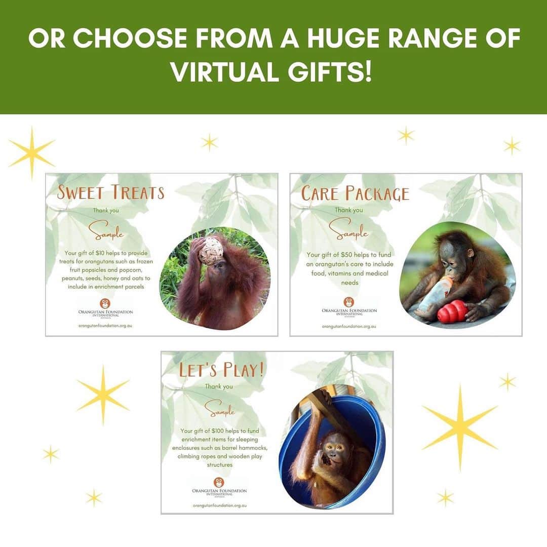 OFI Australiaさんのインスタグラム写真 - (OFI AustraliaInstagram)「Are you still looking for last minute Xmas gifts? Look no further ... it's not too late to foster an orangutan in your loved ones name ... or ... we have heaps of virtual gifts ranging from $10 to $1,000! Gifts include everything from treats and infant nappies to critical care packages for orangutans.  Digital foster kits and gift certificates are customised with your recipient's name and will be sent out within 24 hours of receiving your order, in plenty of time for Christmas 🎄🧡🦧🎄🦧🧡🎄 Your gift will make a difference in the life of an orphaned orangutan. To foster an orangutan or to see our range of virtual gifts (under Shop tab) please visit our website. The link is in our bio. #fosteranorangutan #virtualgift #orangutanmerchandise #christmasgifts ______________________________ 🦧 OFIA Founder: Kobe Steele kobe@ofiaustralia.com  OFIA Patron: Dr Birute Galdikas @drbirute @orangutanfoundationintl @orangutan.canada www.orangutanfoundation.org.au 🦧 🧡 🦧 #orangutan #orphan #rescue #rehabilitate #release #BornToBeWild #Borneo #Indonesia #CampLeakey #saveorangutans #sayNOtopalmoil #palmoil #deforestation #destruction #rainforest #environment #nature #instanature #endangeredspecies #criticallyendangered #wildlife #orangutanfoundationintl #ofi #drbirute #ofiaustralia」12月21日 7時58分 - ofi_australia