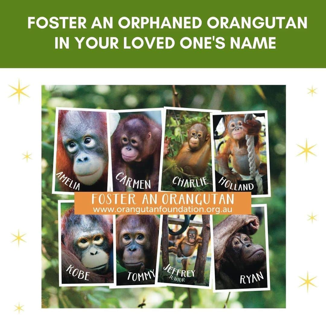 OFI Australiaさんのインスタグラム写真 - (OFI AustraliaInstagram)「Are you still looking for last minute Xmas gifts? Look no further ... it's not too late to foster an orangutan in your loved ones name ... or ... we have heaps of virtual gifts ranging from $10 to $1,000! Gifts include everything from treats and infant nappies to critical care packages for orangutans.  Digital foster kits and gift certificates are customised with your recipient's name and will be sent out within 24 hours of receiving your order, in plenty of time for Christmas 🎄🧡🦧🎄🦧🧡🎄 Your gift will make a difference in the life of an orphaned orangutan. To foster an orangutan or to see our range of virtual gifts (under Shop tab) please visit our website. The link is in our bio. #fosteranorangutan #virtualgift #orangutanmerchandise #christmasgifts ______________________________ 🦧 OFIA Founder: Kobe Steele kobe@ofiaustralia.com  OFIA Patron: Dr Birute Galdikas @drbirute @orangutanfoundationintl @orangutan.canada www.orangutanfoundation.org.au 🦧 🧡 🦧 #orangutan #orphan #rescue #rehabilitate #release #BornToBeWild #Borneo #Indonesia #CampLeakey #saveorangutans #sayNOtopalmoil #palmoil #deforestation #destruction #rainforest #environment #nature #instanature #endangeredspecies #criticallyendangered #wildlife #orangutanfoundationintl #ofi #drbirute #ofiaustralia」12月21日 7時58分 - ofi_australia