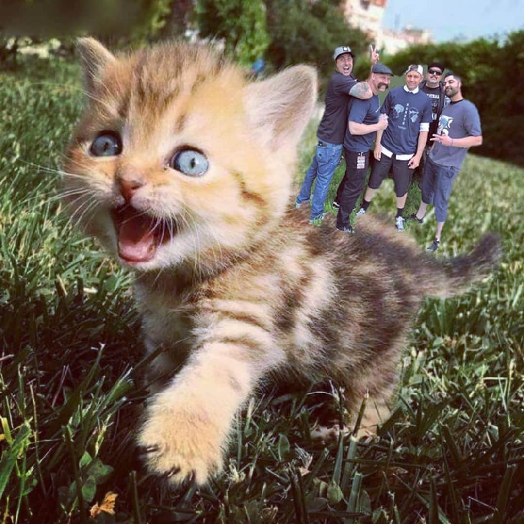 Zebraheadさんのインスタグラム写真 - (ZebraheadInstagram)「We went on a Sunday stroll with this vicious attack cat! 😸🐈🙀😺 📷 by @apt_tomoko  #Zebrahead #catsofinstagram」12月21日 8時07分 - zebraheadofficial