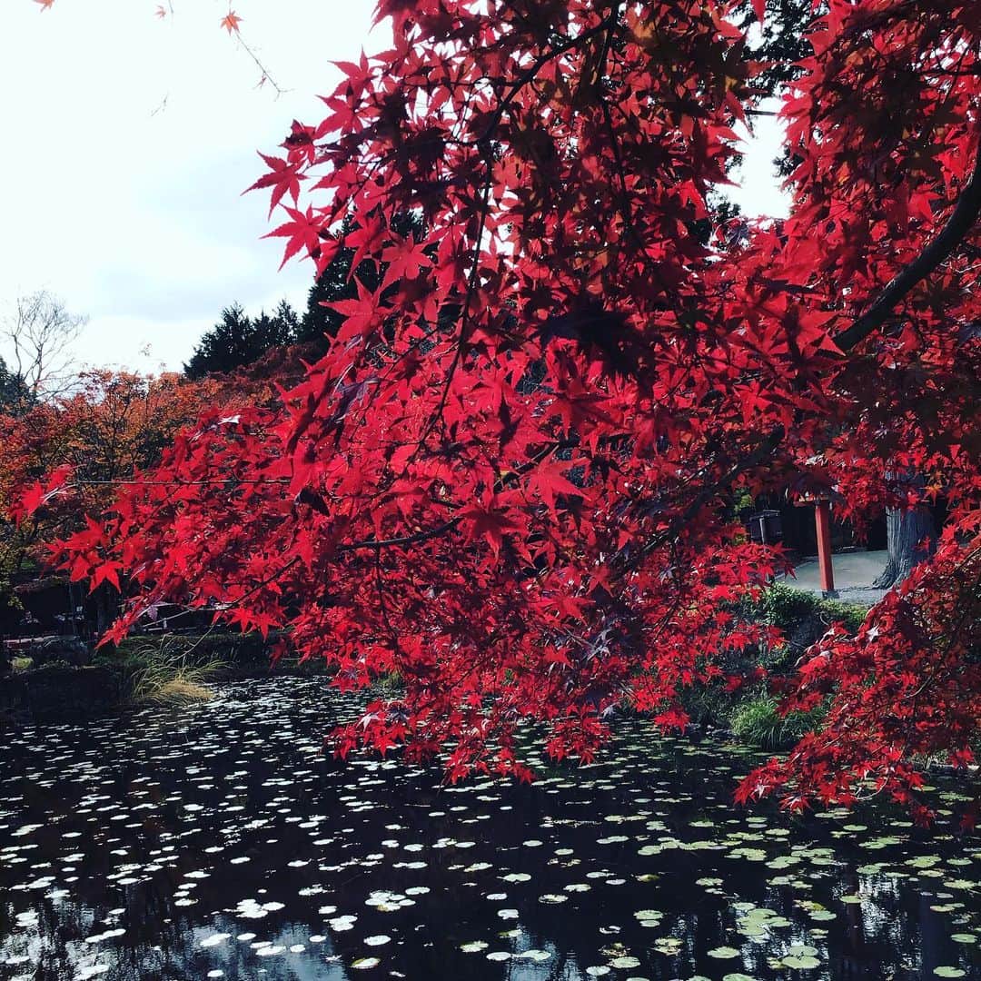 宮崎文子のインスタグラム：「☘location☘  紅葉便り。  こちらも京都にて。  #大原野神社 #京都」