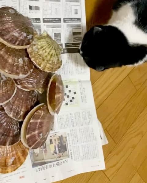 tiaichimaのインスタグラム：「Good morning!! 🌥おはムーギー‼︎  青森県陸奥湾のホタテが届きました。 まだ生きていたんだよ! ムー坊の鼻をパクッと挟むオチが欲しかったけどね〜  厚みがあるでしょー？刺身でもよかっただろうけど、バター醤油で食べました😋  #Scallops #うまかったー  #ほぅら食べたくなってきたでしょ   #牛柄組鼻まわり汚れ隊 #ムチムチッコ #ムーギー#MuuGieeboy#cat#neko#ねこ#neko#ネコ#スコティッシュフォールド#ScottishFold#まんじゅう部」
