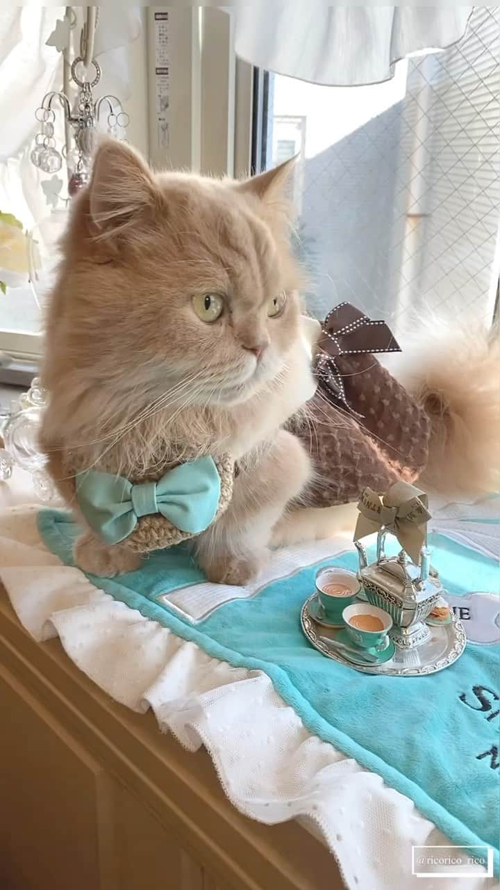 ベルのインスタグラム