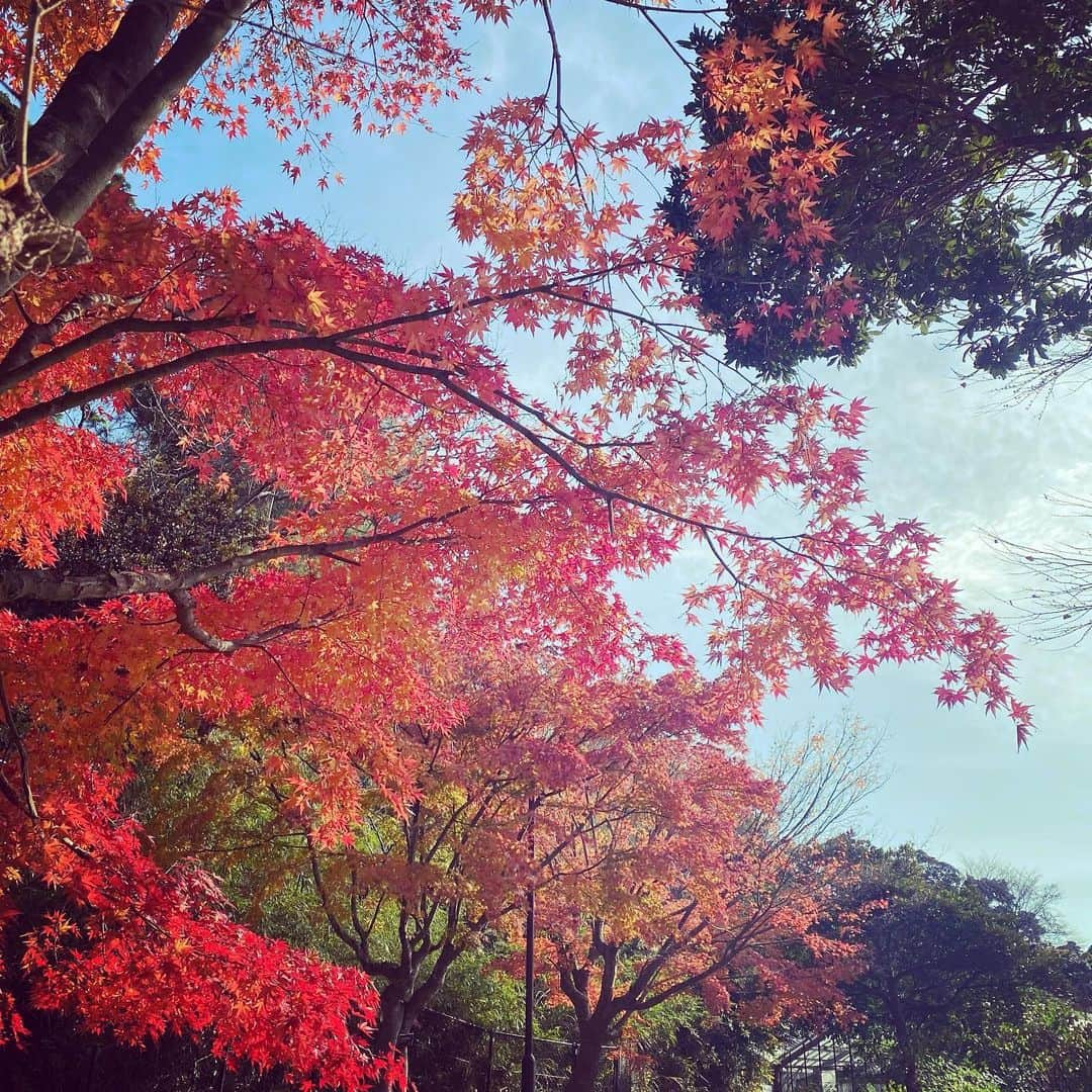 坂東亀三郎さんのインスタグラム写真 - (坂東亀三郎Instagram)「冬至に紅葉🍁﻿ ﻿ #歌舞伎 #音羽屋 #歌舞伎役者﻿ #彦三郎 #坂東彦三郎 #九代目﻿ #otowayabando #彦さんぽ﻿ コメントはお気軽に📝﻿ ランダムに返信しまっせ✍️」12月21日 8時45分 - otowayabando