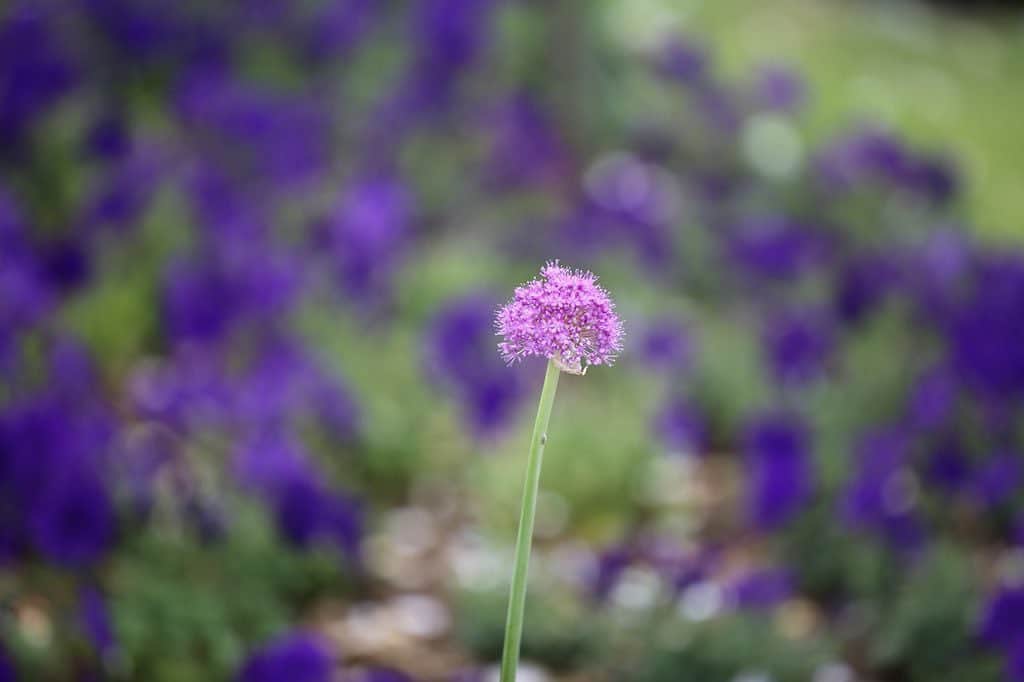 若葉紫のインスタグラム：「野に咲く一輪の花。 #写真好きな人と繋がりたい  #お花好きな人と繋がりたい」