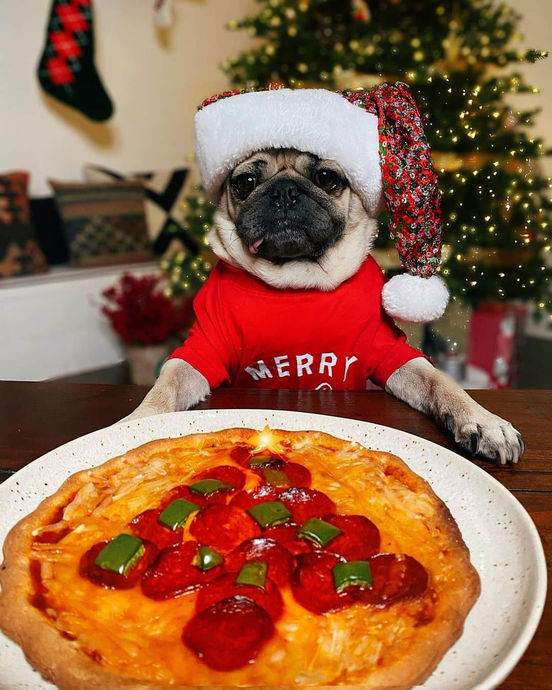 itsdougthepugさんのインスタグラム写真 - (itsdougthepugInstagram)「“Puggeroni Pizza Tree” -Doug」12月21日 9時10分 - itsdougthepug