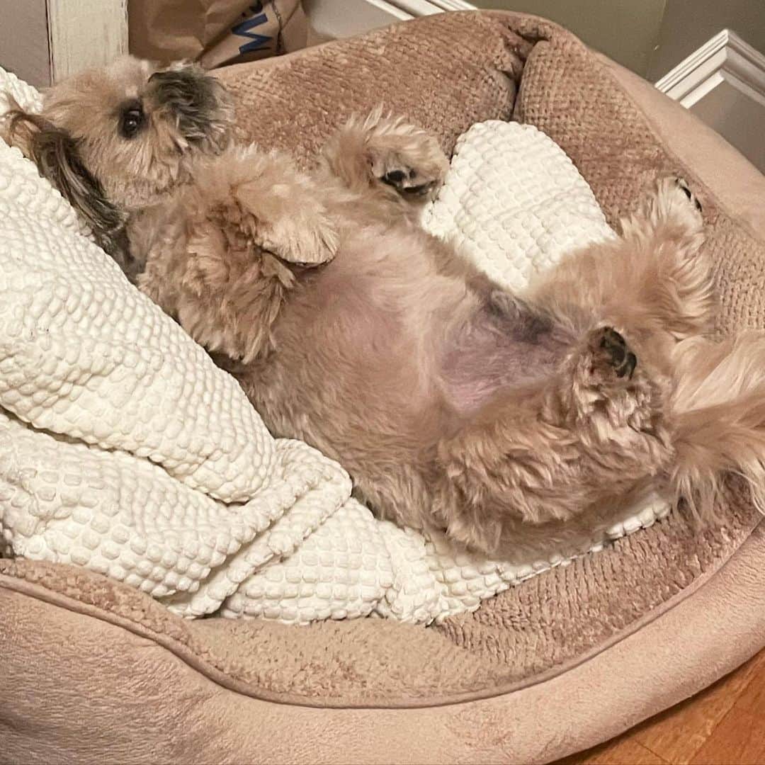 Dougie the Shih Tzuのインスタグラム：「No caption necessary.」