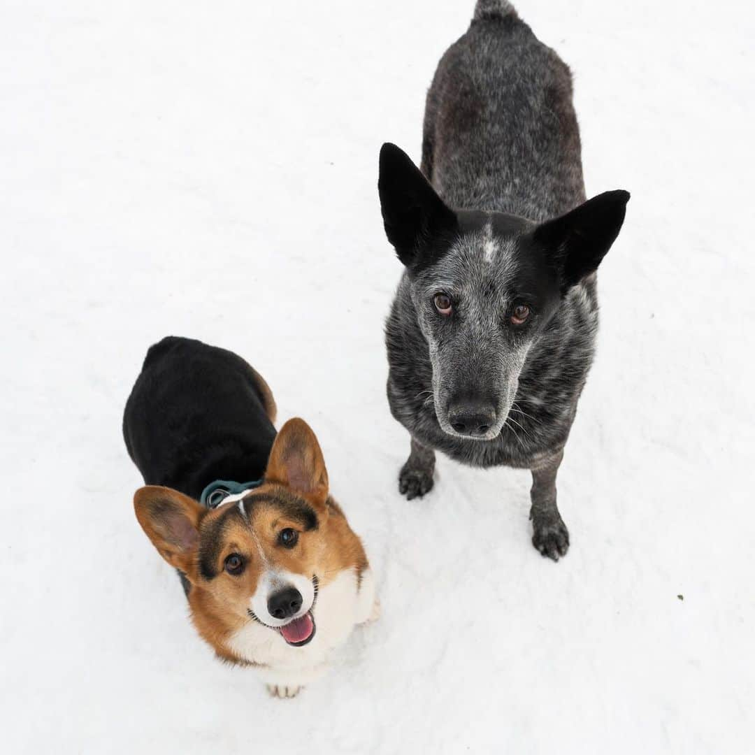 The Dogistさんのインスタグラム写真 - (The DogistInstagram)「Odin & Dylan, Pembroke Welsh Corgi & Heeler mix (2 & 11 y/o), Tompkins Square Park, New York, NY • “It’s Odin’s birthday! Odin is partially blind, like the Norse god. He hates it when other people get attention. Dylan is the world's most relaxed dog. He never jumps on anyone. He was found in Albuquerque, NM.”」12月21日 9時32分 - thedogist