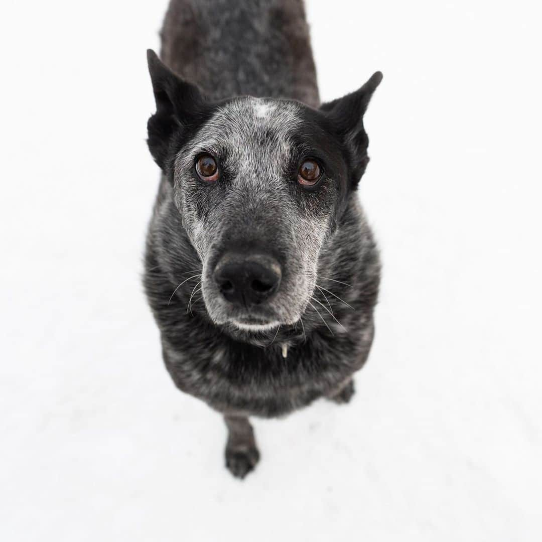 The Dogistさんのインスタグラム写真 - (The DogistInstagram)「Odin & Dylan, Pembroke Welsh Corgi & Heeler mix (2 & 11 y/o), Tompkins Square Park, New York, NY • “It’s Odin’s birthday! Odin is partially blind, like the Norse god. He hates it when other people get attention. Dylan is the world's most relaxed dog. He never jumps on anyone. He was found in Albuquerque, NM.”」12月21日 9時32分 - thedogist