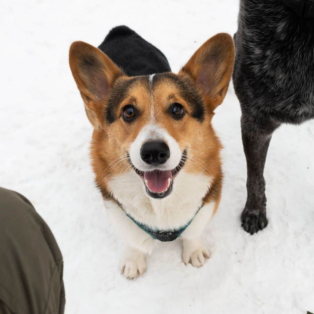 The Dogistさんのインスタグラム写真 - (The DogistInstagram)「Odin & Dylan, Pembroke Welsh Corgi & Heeler mix (2 & 11 y/o), Tompkins Square Park, New York, NY • “It’s Odin’s birthday! Odin is partially blind, like the Norse god. He hates it when other people get attention. Dylan is the world's most relaxed dog. He never jumps on anyone. He was found in Albuquerque, NM.”」12月21日 9時32分 - thedogist