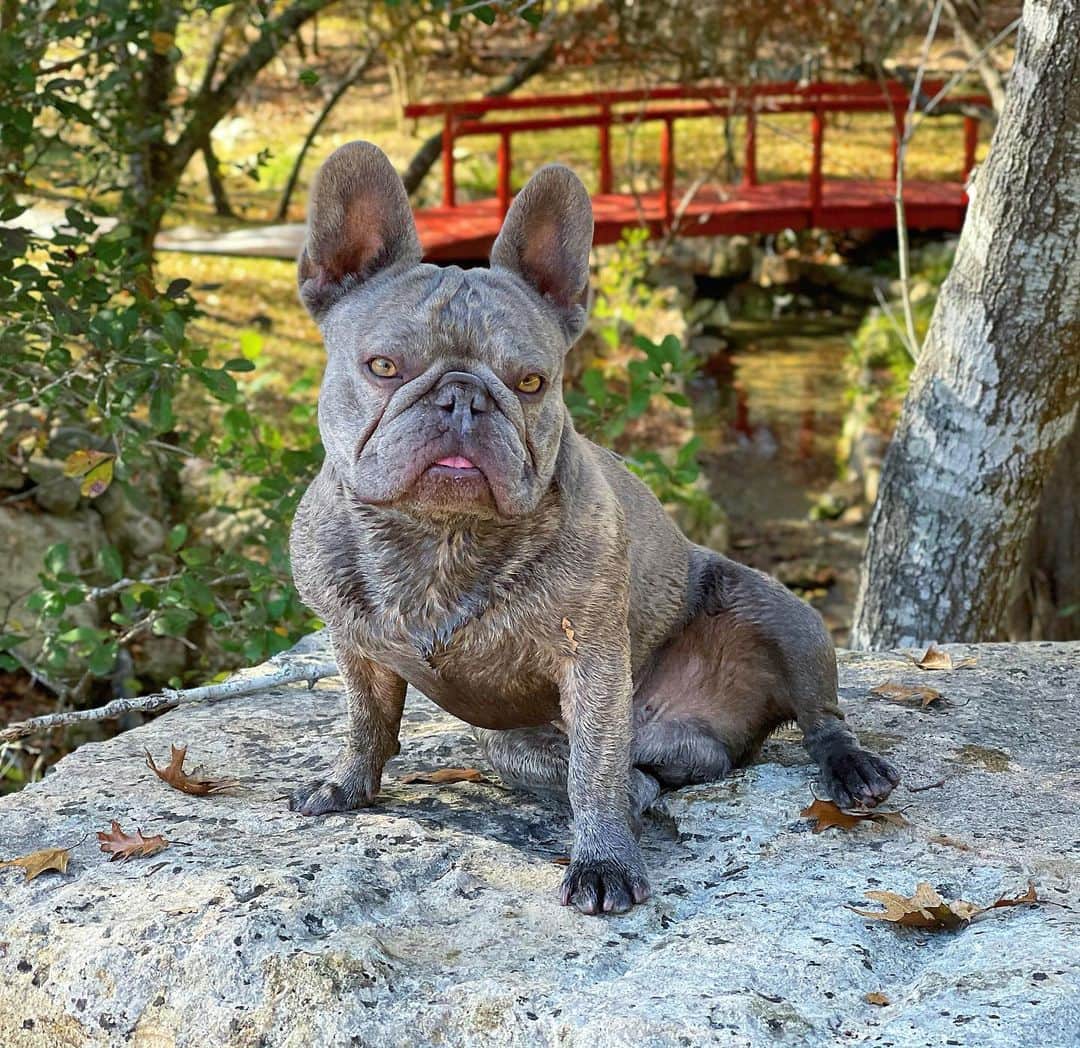 ウエストコーストチョッパーズのインスタグラム：「This guy......  “Jasper”」
