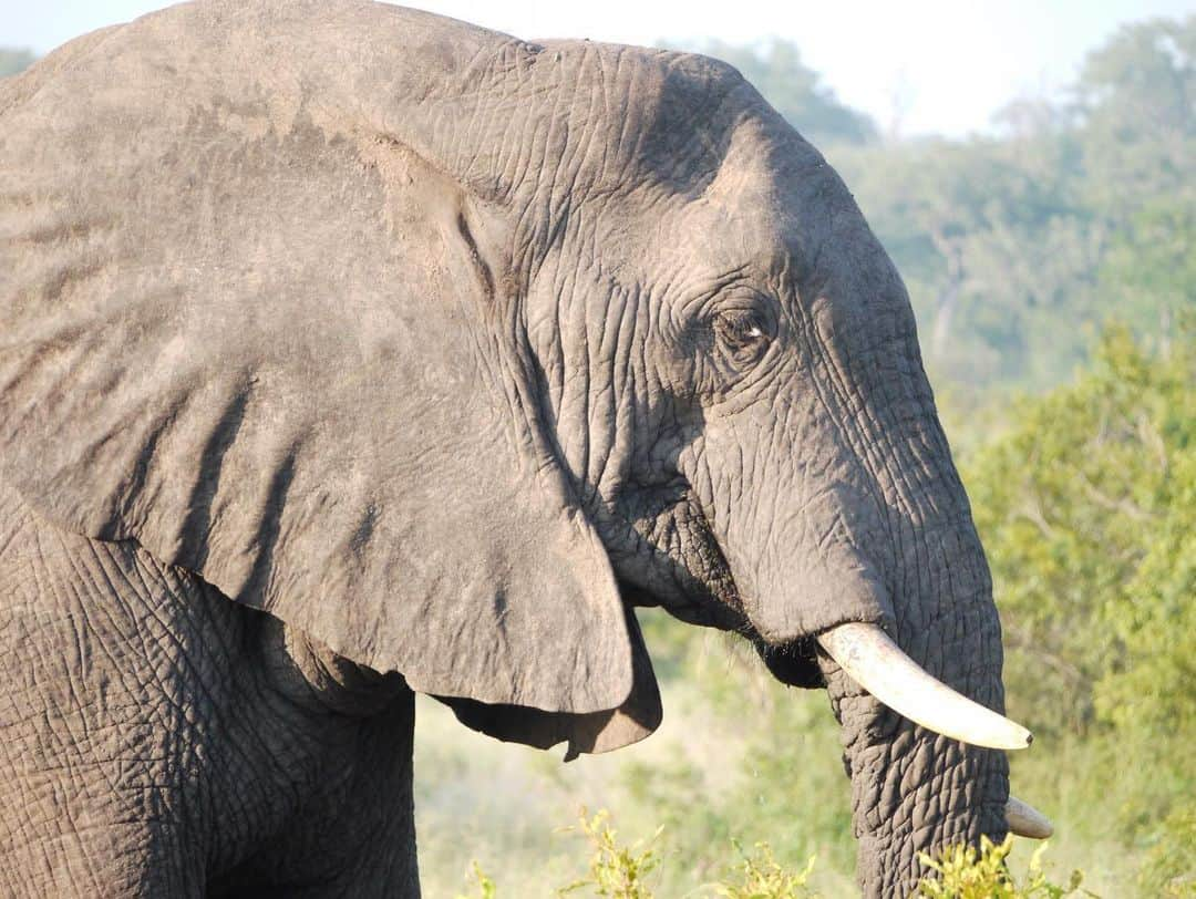 美馬寛子さんのインスタグラム写真 - (美馬寛子Instagram)「One of the first places I will visit when we can travel again 🇿🇦 🐘  . . . . . .  #londolozi #southafrica  #exploresouthafrica #southafricaza #wowsouthafrica #safari #travel #africa #travelafrica #thisissouthafrica #beautifuldestinations #love #missuniverse #stayhome #africanprint」12月21日 9時48分 - hirokomima