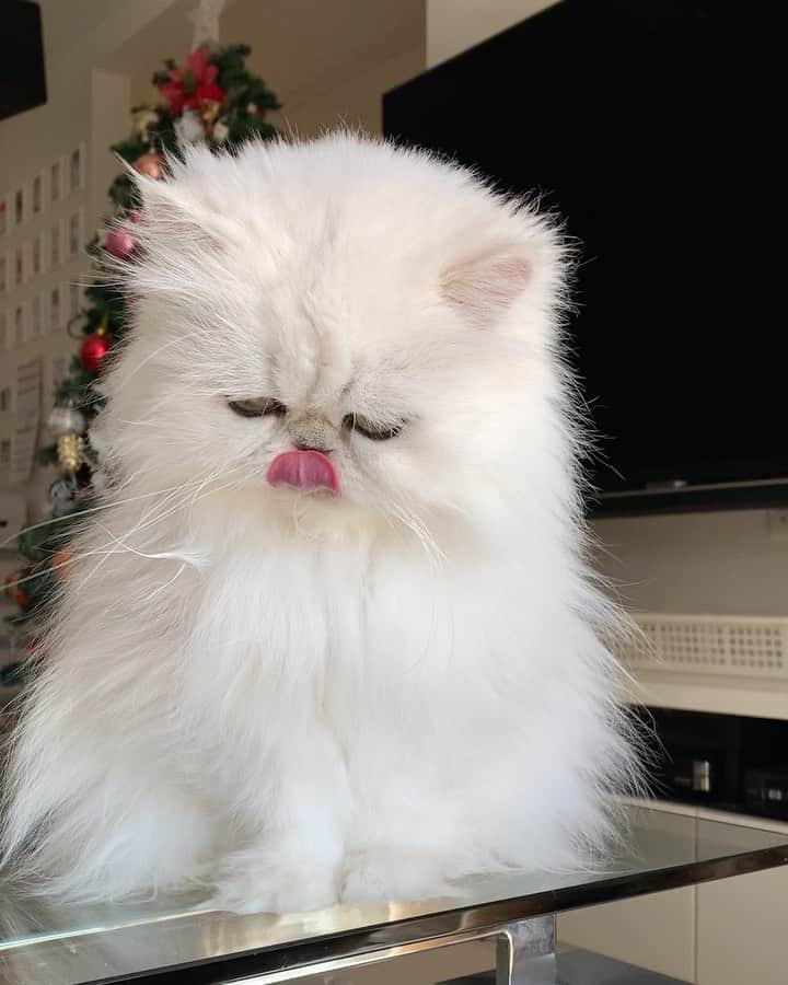 12 Chinchilla Persianのインスタグラム：「Good morning from our little floofy monster Ai ❤️➡️➡️   #cat #catstagram #weeklyfluff #persiancat #chinchilasilver #kawaii」