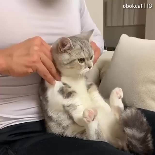 Aww Clubのインスタグラム