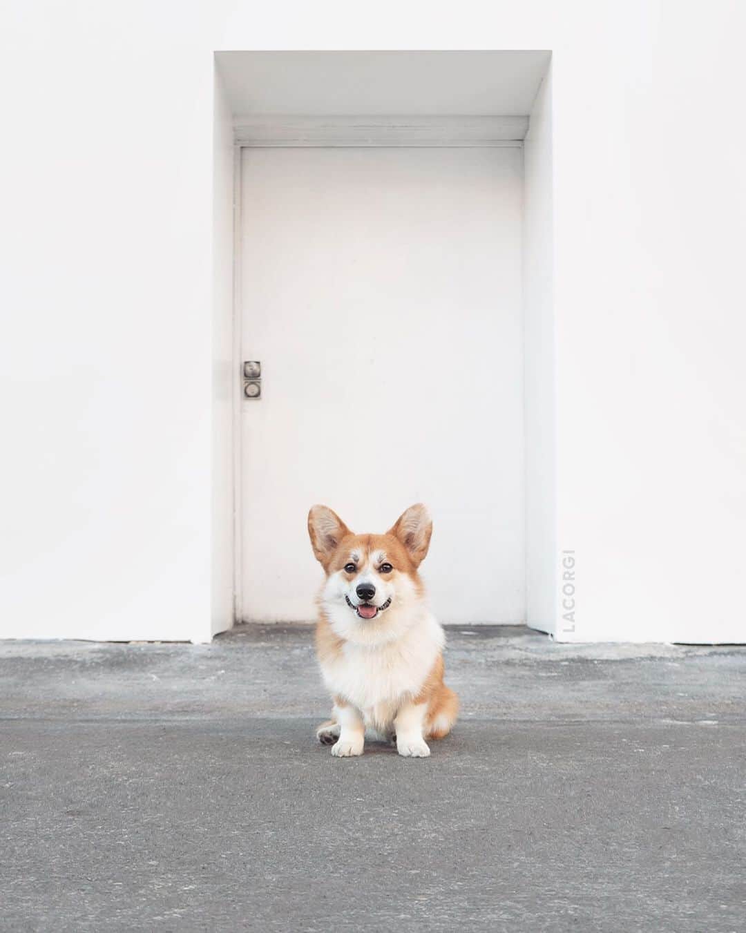 Geordi La Corgiさんのインスタグラム写真 - (Geordi La CorgiInstagram)「Question for the corgi parents - how much did your corgi weigh at 1 year and how much do they weigh now?   Also does anyone have a time machine because I want Scotty to be smol again 😭😭😭」12月21日 10時48分 - lacorgi