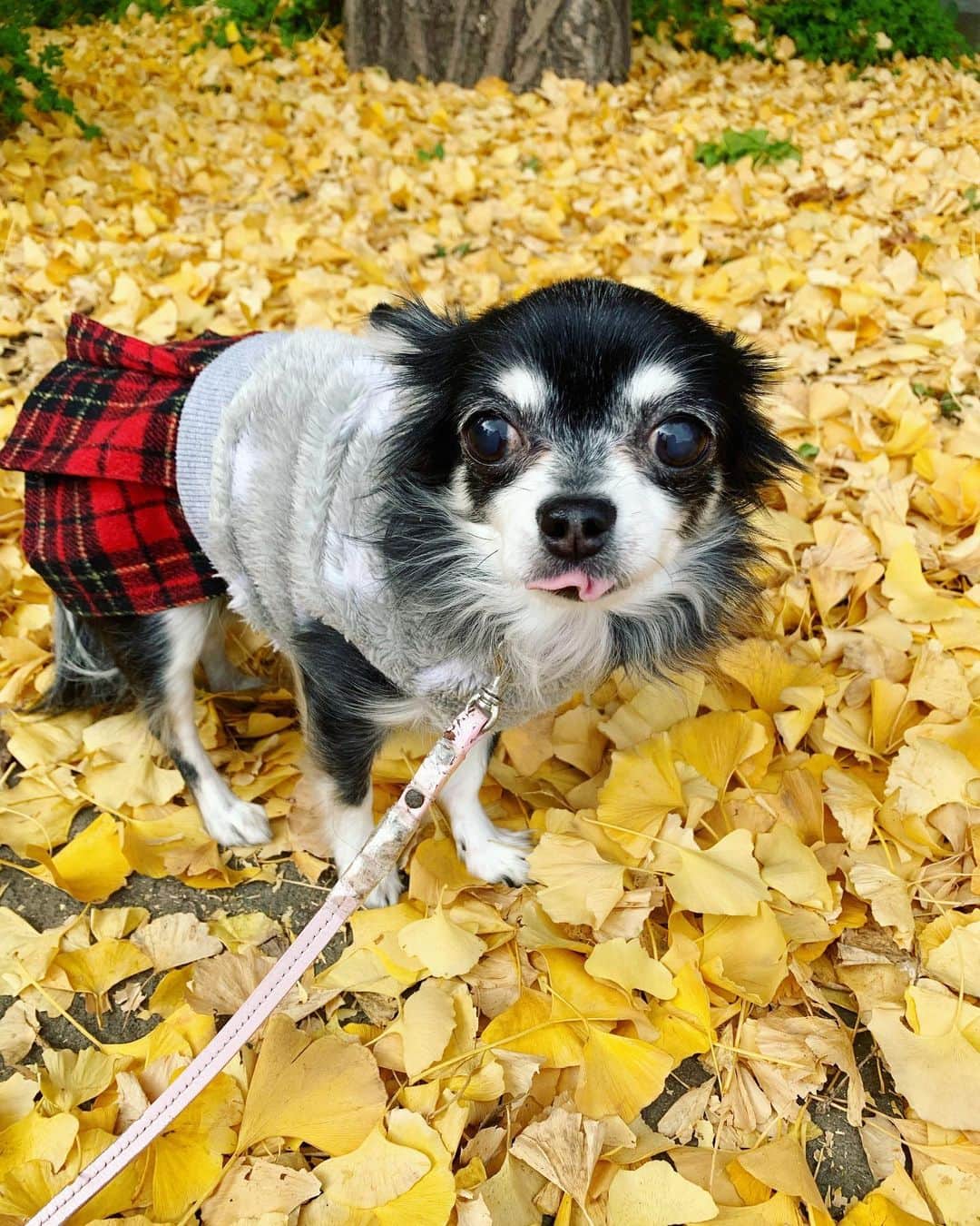 中野公美子のインスタグラム：「舌チロルーナ👅とイチョウ。 合間に私と💕 3枚目のルーナも可愛い😍 スカートがよくお似合い💕  #イチョウ #お散歩 #したちろ  #チワワ #chihuahua #チワワ11歳 #あっかんべー」