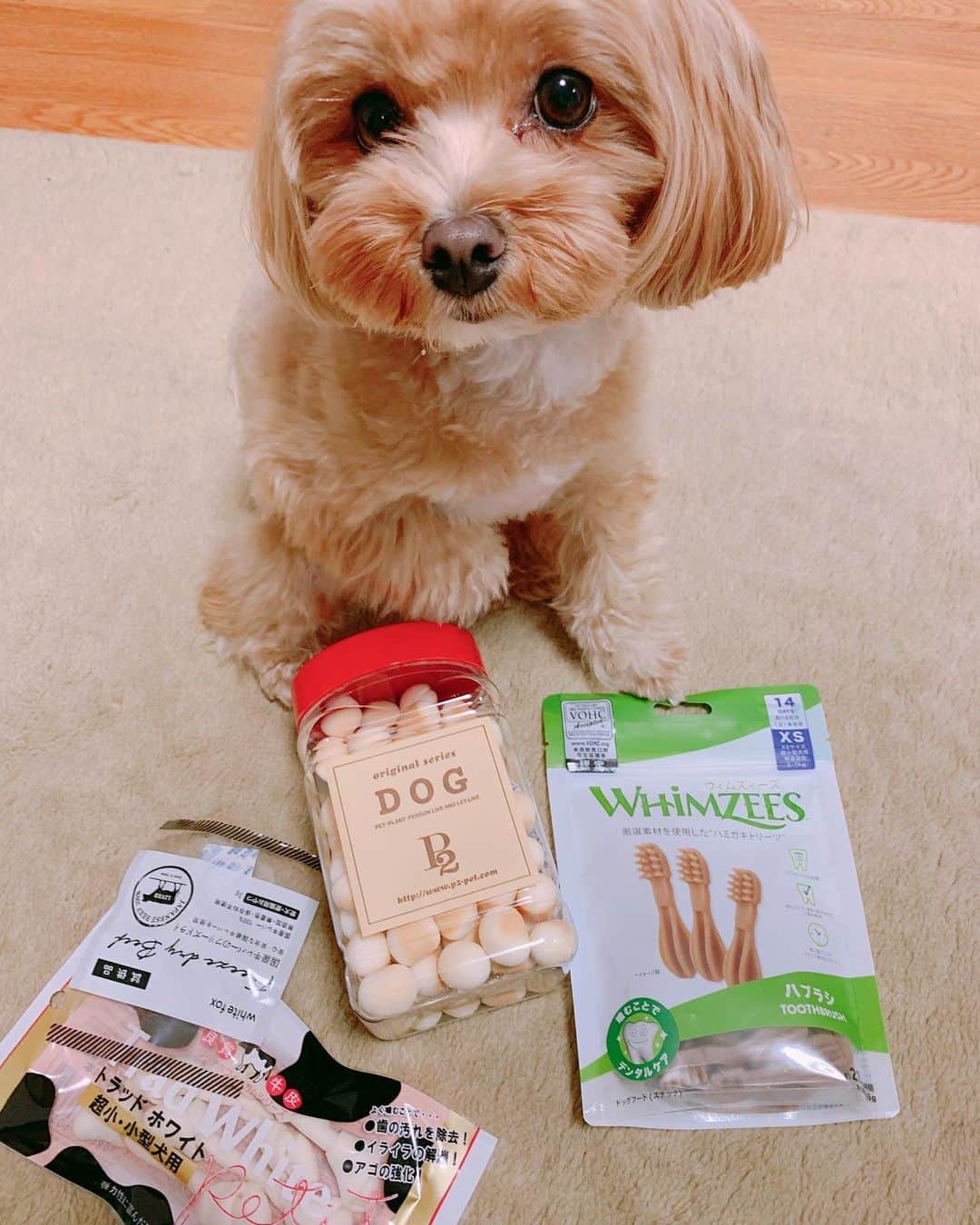 木本夕貴のインスタグラム：「先日。 モハ、プレゼントもらって🎁嬉しそう😍  知ってる人は知ってる、佐伯さんと石橋さん、ほんとに大好きだよ、ありがとう❤️  モハ、口についてるよ、ボーロ食べたでしょ。」