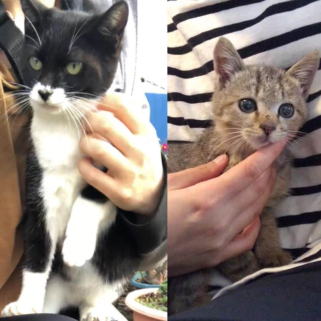 marimon0703__さんのインスタグラム写真 - (marimon0703__Instagram)「お知らせ🐱 #保護猫あずきちゃん🐱  新しいお家に行きました！ 以前紹介した子猫(コタローくん)と一緒のお家です🏠  約2ヶ月間2匹を預かりをしていただいた @kutamashu さん✨ あずきちゃんを迎えて頂いたコタローくんの保護主さん✨ 本当に感謝しています。 後日二匹に会いに行って来ます😸  2.3枚目はTNRした子(2枚目はTNR前) 最近甘えん坊になって触れるようになりました。 この子 #俺つしま に似てません？ どこかで見たことあるなと思ってたんです😸 毎日TNRした子達にごはんを届けに行っています。 こうやって続けられるのも皆さまのご支援のおかげです。 ありがとうございます😊 また近況報告させていただきますね。」12月21日 11時27分 - marimon0703__