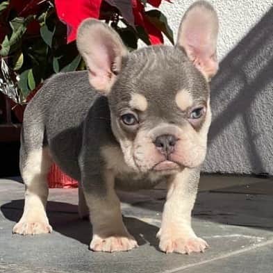 Oprahnbooのインスタグラム：「Lilac male. #frenchbulldog  #dogsofinstagram #dogsofinsta #dogs  #share #tag #lovehim #likehim」