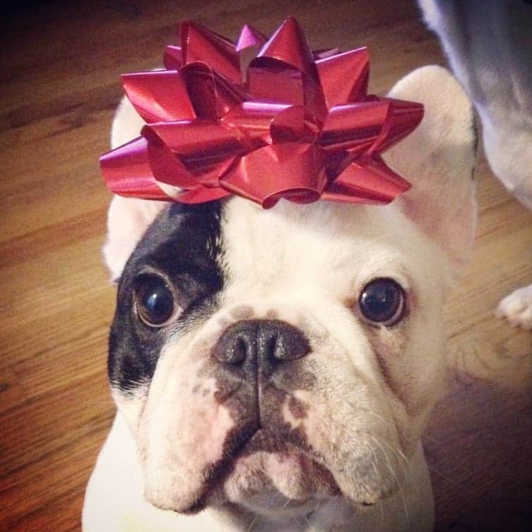 Manny The Frenchieのインスタグラム：「Would you be happy if this gift was under your tree? 🎀🎁🎄」