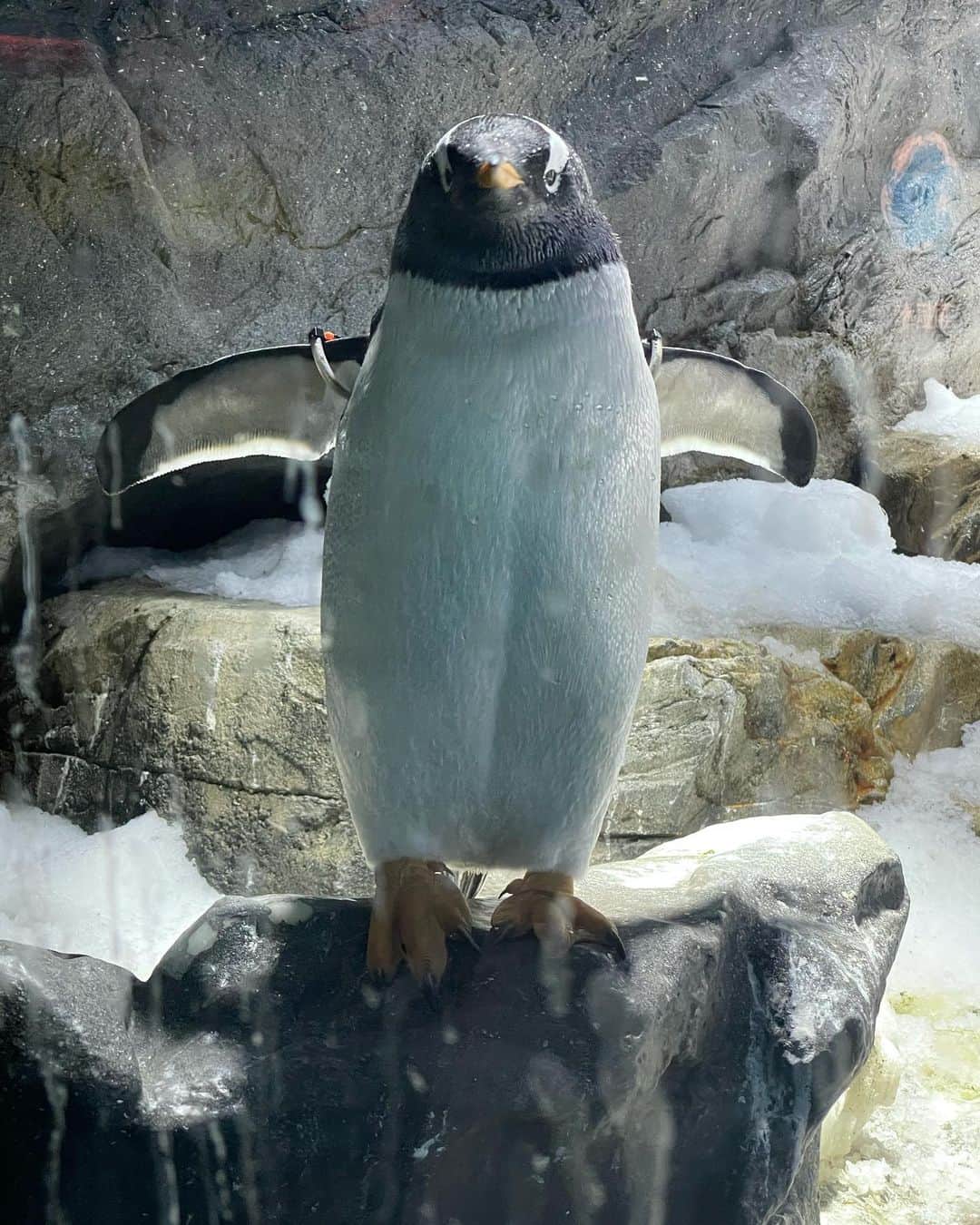 星那美月さんのインスタグラム写真 - (星那美月Instagram)「ペンギンの囲み撮影会参加してきた←」12月21日 21時28分 - mitsukihoshina
