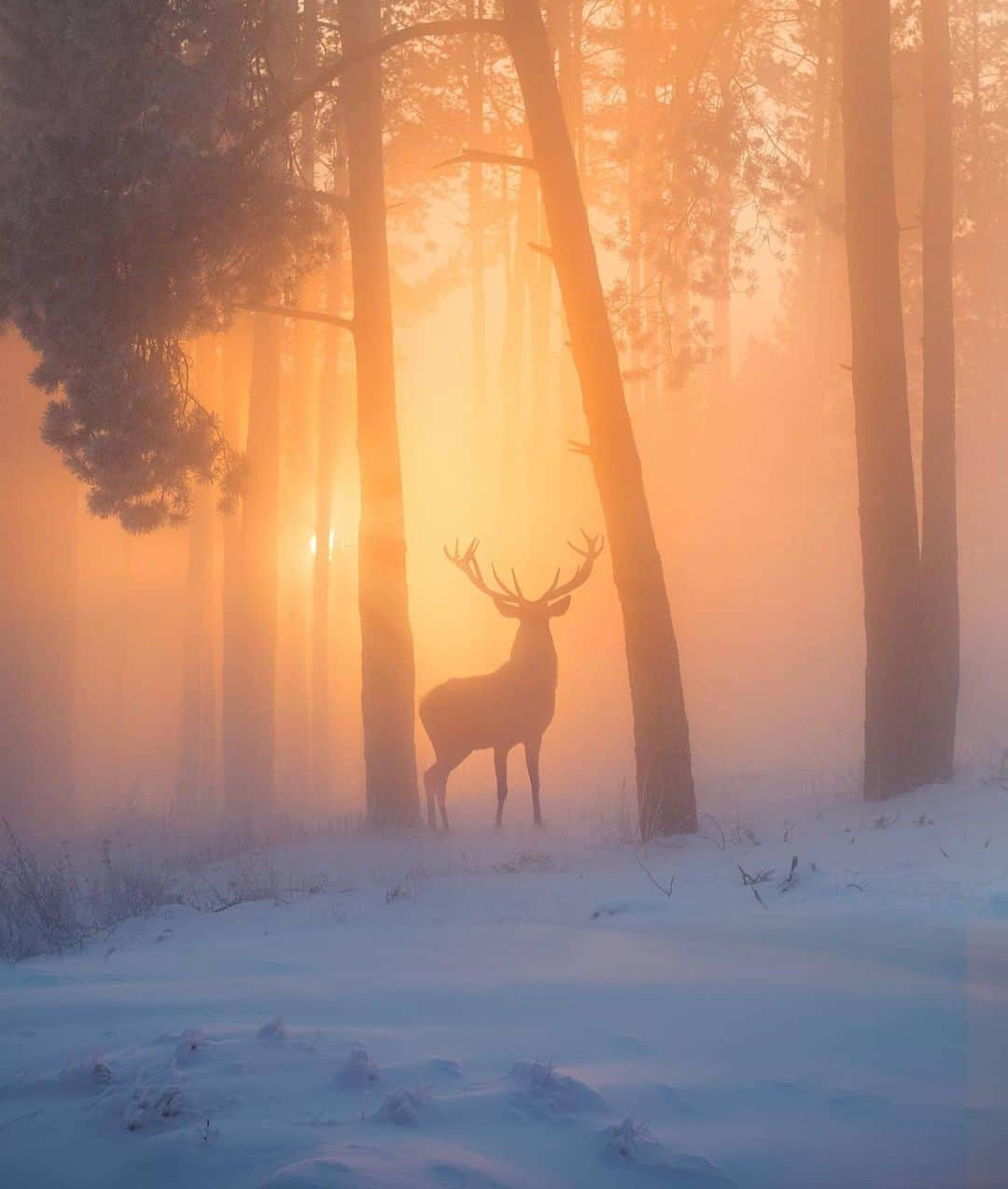 Canon Photographyさんのインスタグラム写真 - (Canon PhotographyInstagram)「Stunning work by @j.diegoph  Curated by @henry.nathan  #sunrise #deer #fog #forest #art」12月21日 21時20分 - cpcollectives