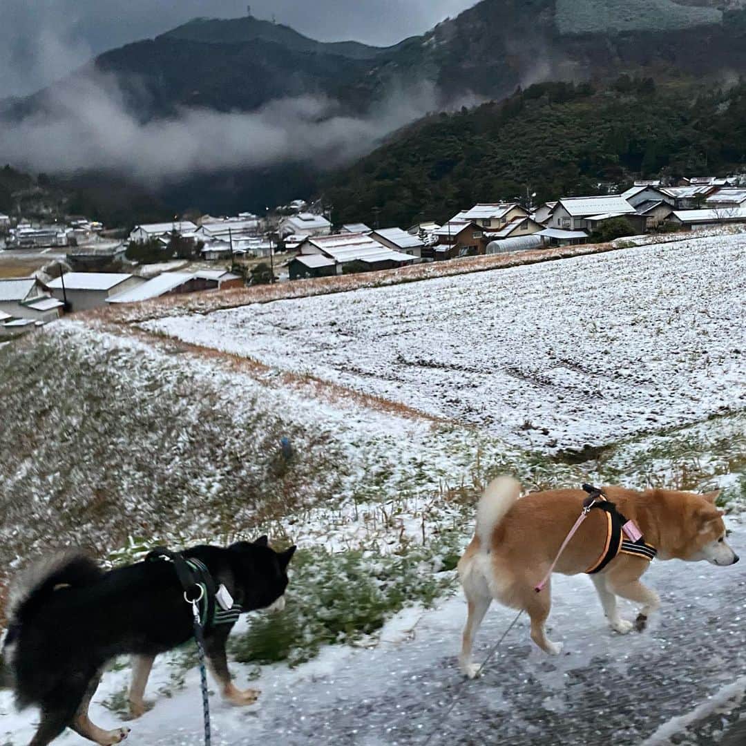がんちゃんさんのインスタグラム写真 - (がんちゃんInstagram)「山間部の我が家はまだ雪がうっすら残ってます☃️」12月21日 21時35分 - kota2ann