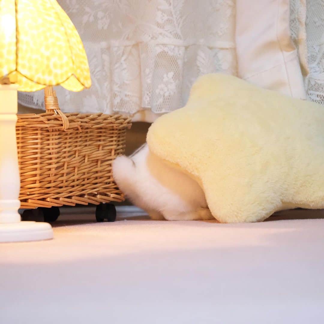 usagraphのインスタグラム：「ぷりっと　#けつようび　🐶🍑 ちなみに、私は2枚目が好き！ ＊ ＊ ＊ #うさぎ　#rabbit #bunny #ふわもこ部  #WeeklyFluff #igersjp  #tokyocameraclub #東京カメラ部  #神戸カメラ部  #bunnystagram  #うさぎ部 #ホーランドロップ #hollandlop  #ファインダー越しの私の世界 #art_of_japan #myfujilove  #今日もx日和」