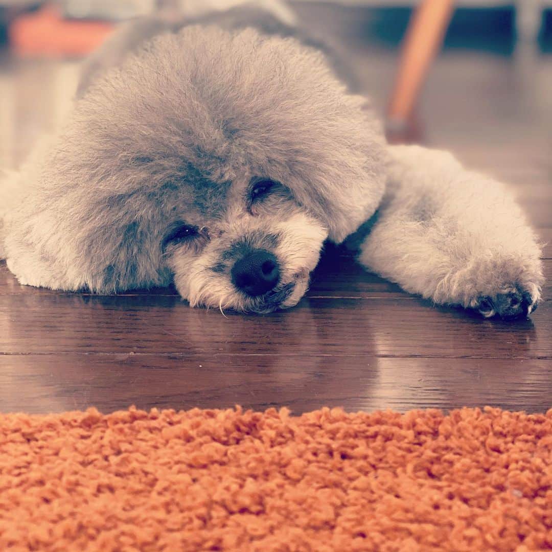 小泉里子のインスタグラム：「数日前、リケの体調が急変し、眠れぬ夜が続いたけど、なんとか落ち着いてきた。 すやすや寝てる姿がたまらなく愛おしいよ。 改めてトコリケと一緒に過ごせることに感謝。ありがと〜ね〜♡ #トコリケ」