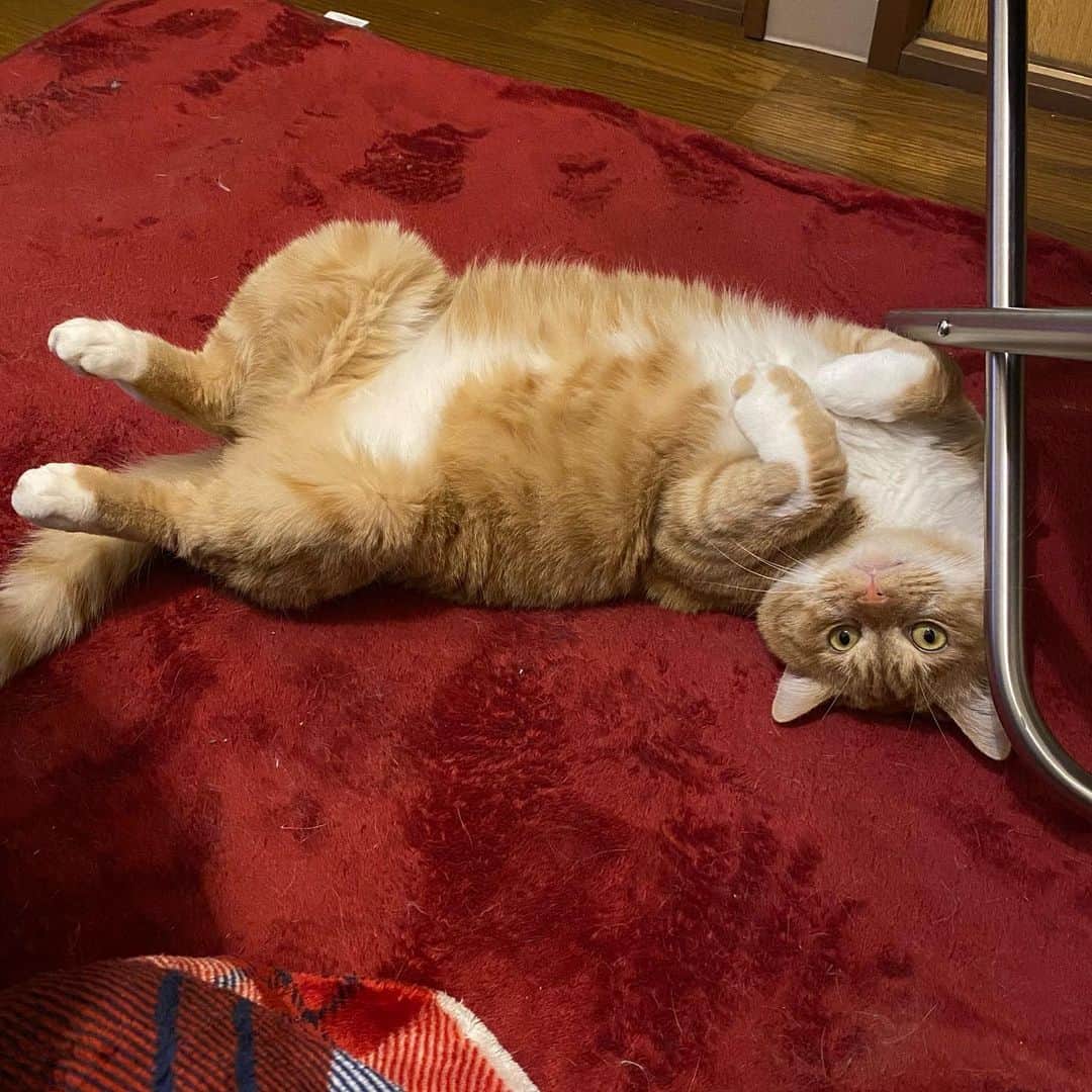 金巻ともこさんのインスタグラム写真 - (金巻ともこInstagram)「カーペットの上をゴロゴロし続けるチャイ  #hakuchai #tabby #orangetabby #cat #猫 #茶トラ男子部 #catstagram」12月21日 21時50分 - tomotomoco