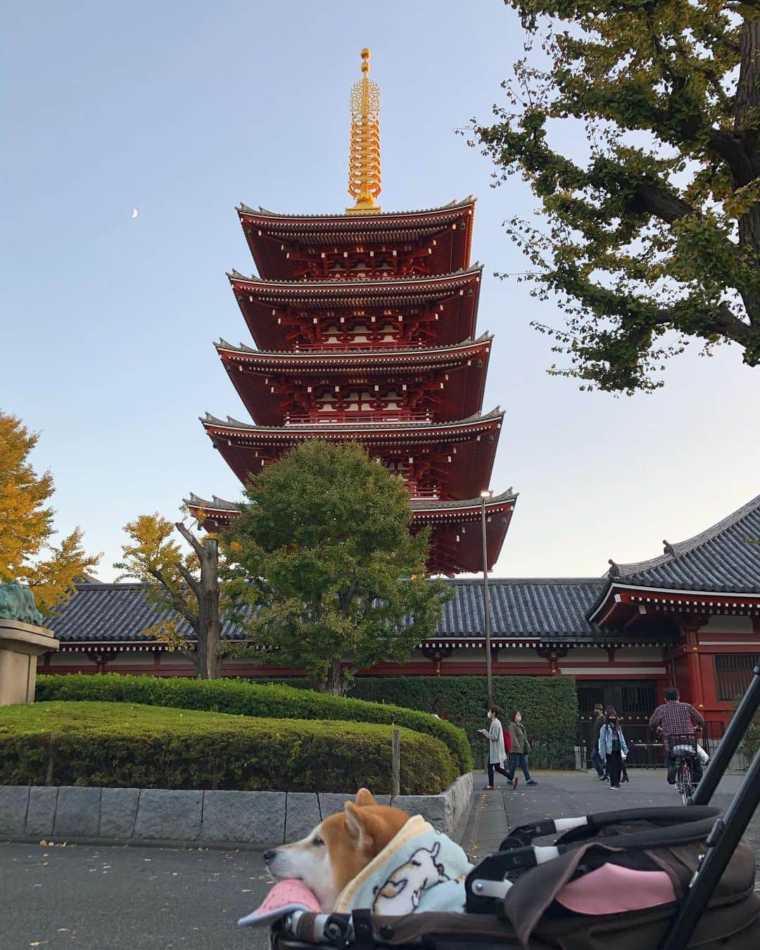 くるみさんのインスタグラム写真 - (くるみInstagram)「. 秋は結局🍂🍁どっこも出掛けなかったけど、 くーちゃんと一緒なら 病院の行き帰りのお散歩だけでも とってもしあわせでした( ´ ▽ ` )  . . #はなたれぎみ #キリッとした顔で #鼻垂れてる #くるみほぼ寝てるけど #まいにちしあわせ #柴犬くるみ」12月21日 22時00分 - kurukurukurumi222