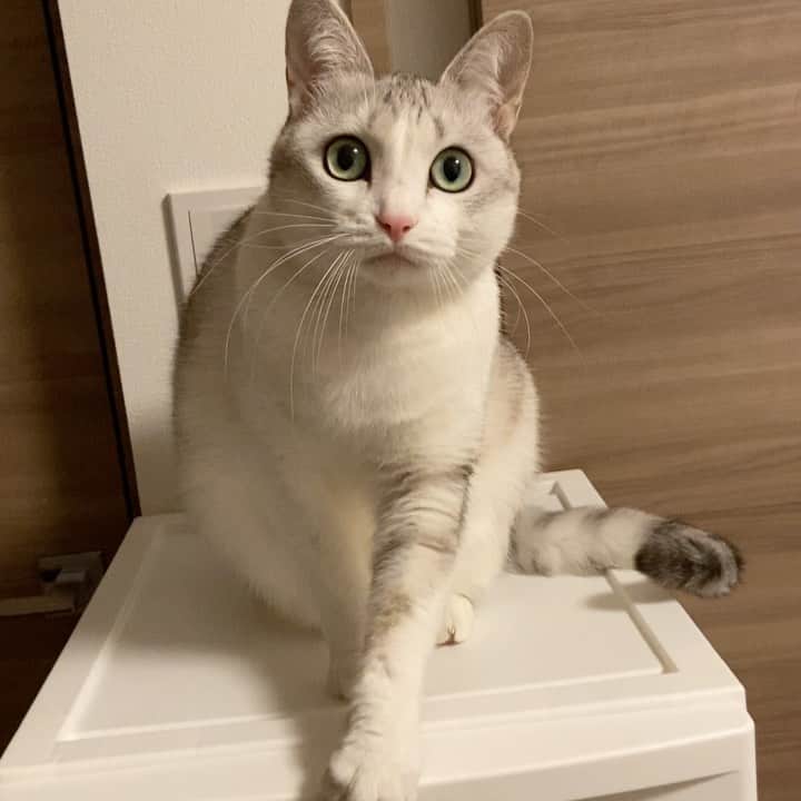 のインスタグラム：「キャッキャしてちょっとあくびして、チョイチョイ🤣 .  #猫 #ねこ #にゃんこ #美猫 #ねこ部 #ふわもこ部 #ねこすたぐらむ #ペコねこ部 #猫好きさんと繋がりたい #にゃんすたぐらむ #cat #neko #instacat #catstagram #instagramcats  #catsconnect #meowbox #picneko #bestmeow #catsofinstagram #meowed #rakutenpet」
