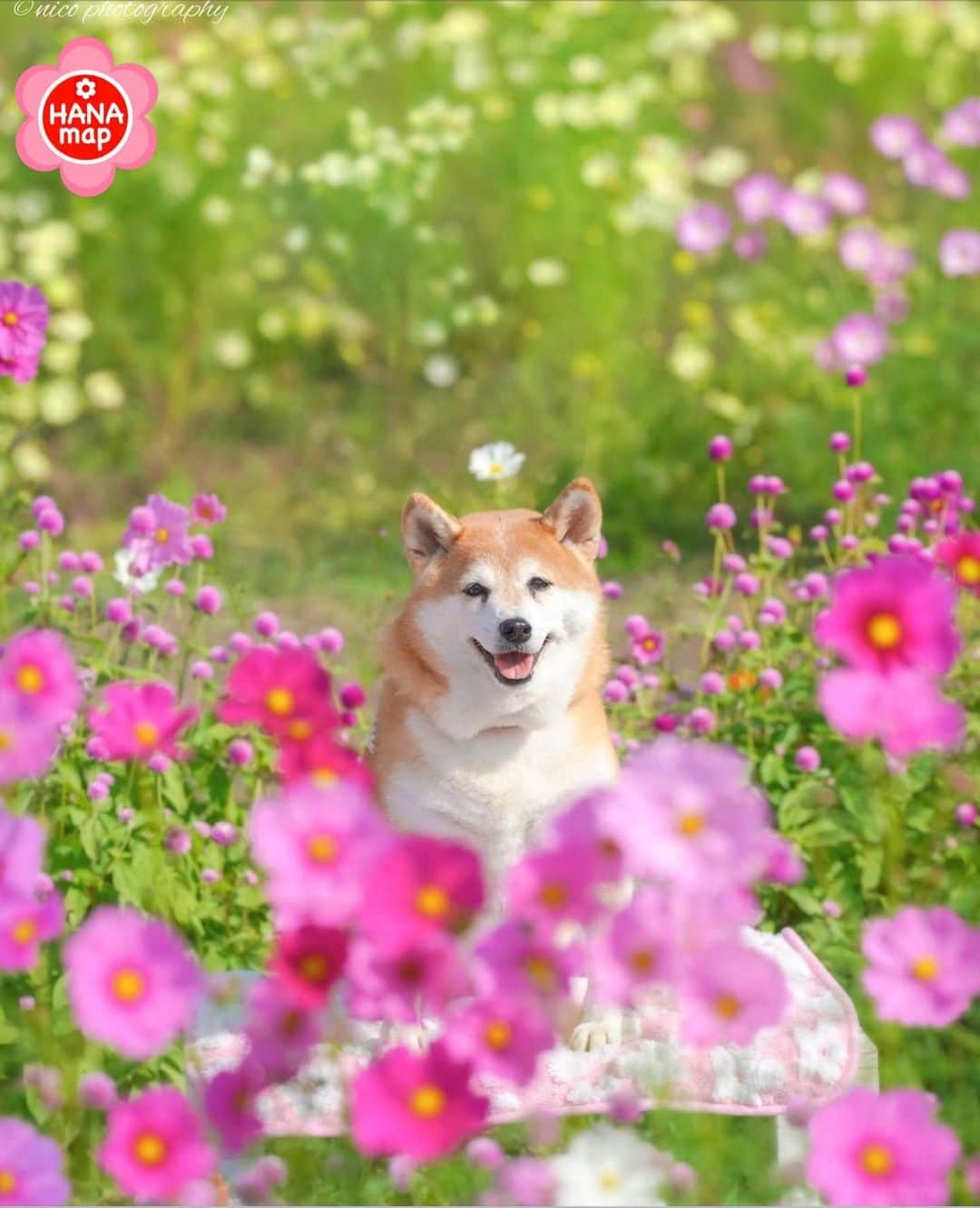 はなまっぷ❁日本の花風景さんのインスタグラム写真 - (はなまっぷ❁日本の花風景Instagram)「🌸🍺はなまっぷの忘年会2020🍺🌸 * @nico__0205 さんの  2020年のお花に花まるを💮 * 今年一年素敵なお花をたくさん ありがとうございました😊🌸💮 * 京都　#亀岡夢コスモス園 Kameoka, Kyoto Pref. * 🌼•••🌹•••💠•••🌷•••🌸•••🌺 * 💮みなさんの2020年のお花に花まるを💮 * これまでに撮影された お気に入りの✨「1枚」✨ を、#はなまっぷ忘年会2020 に投稿お願いします😊 * みなさんのご参加お待ちしております🍺 * #はなまっぷ * 🌼•••🌹•••💠•••🌷•••🌸•••🌺 * #日本#花#コスモス#秋桜」12月21日 22時23分 - hanamap