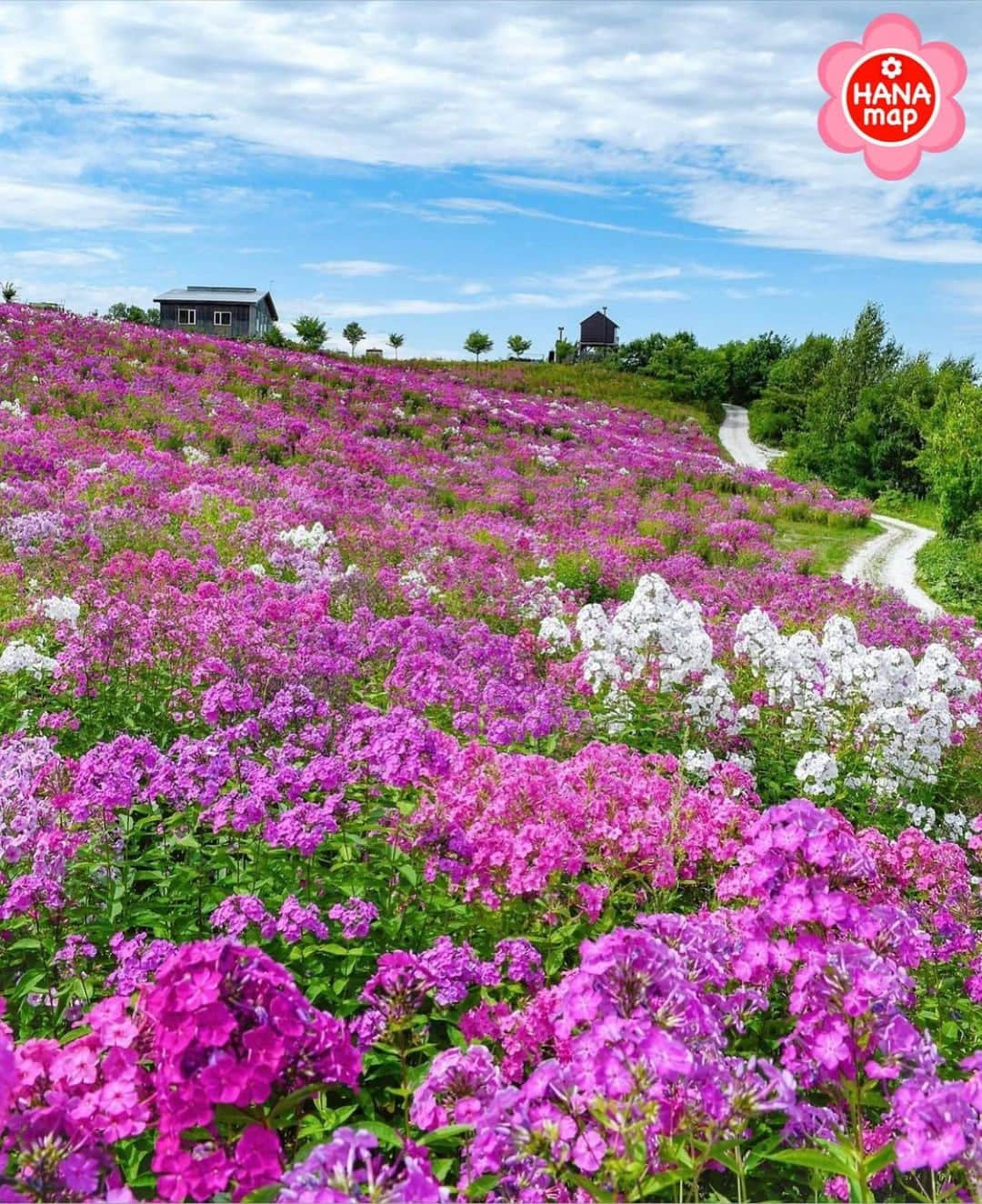 はなまっぷ❁日本の花風景のインスタグラム