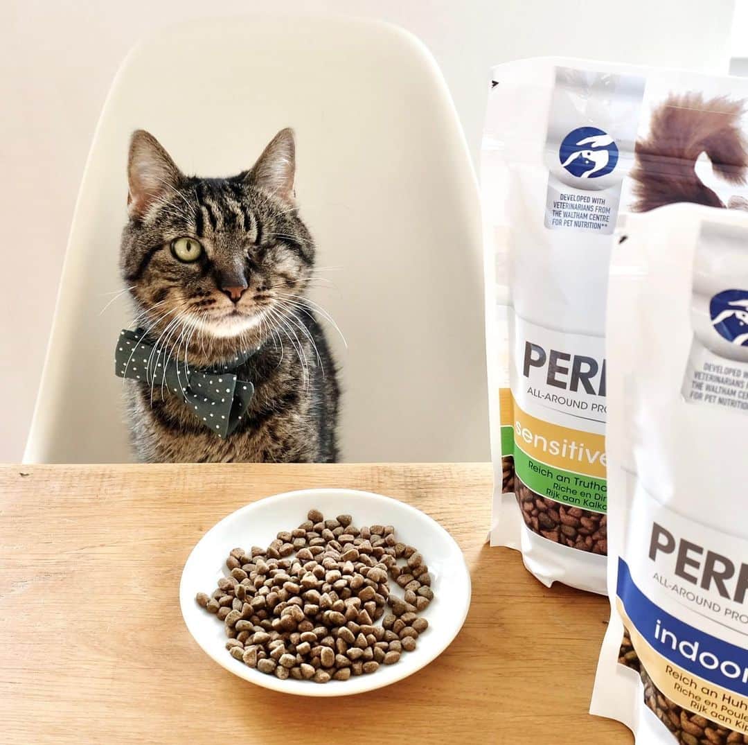 catinberlinさんのインスタグラム写真 - (catinberlinInstagram)「It’s pretty hard to stay civilized and wait for the food to be served in a small food bowl, when you’re sitting in front of a bag of yummy @perfectfitdeutschland food. Mini can barely resist. You can still use the coupon code PERFECTFIT30 for a 30% discount at ZooPlus until the end of Dec 2020 and stock up on some tasty food. #ad #KeepThemAmazing #FeedMovePlay」12月21日 22時39分 - catinberlin