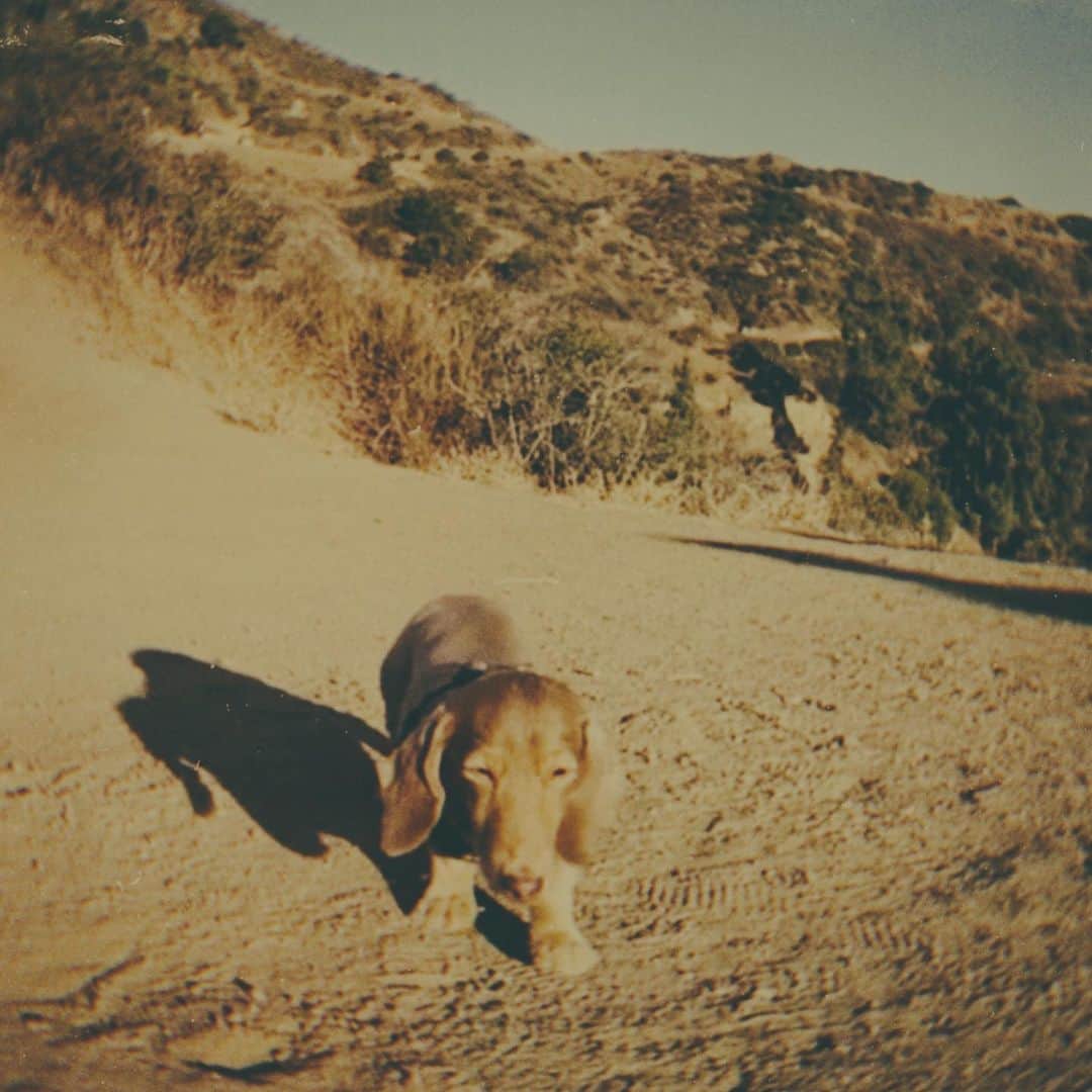 ローラさんのインスタグラム写真 - (ローラInstagram)「Going hiking with the doggies is my favorite thing to do in LA✨⛰🐶  アキとモカを連れて行く山には、いつもたっくさんのいいエネルギーがあふれてる🌱そしてなによりも、わんちゃんが楽しそうにしている姿を見るのがわたしのしあわせ😌💫」12月21日 14時02分 - rolaofficial
