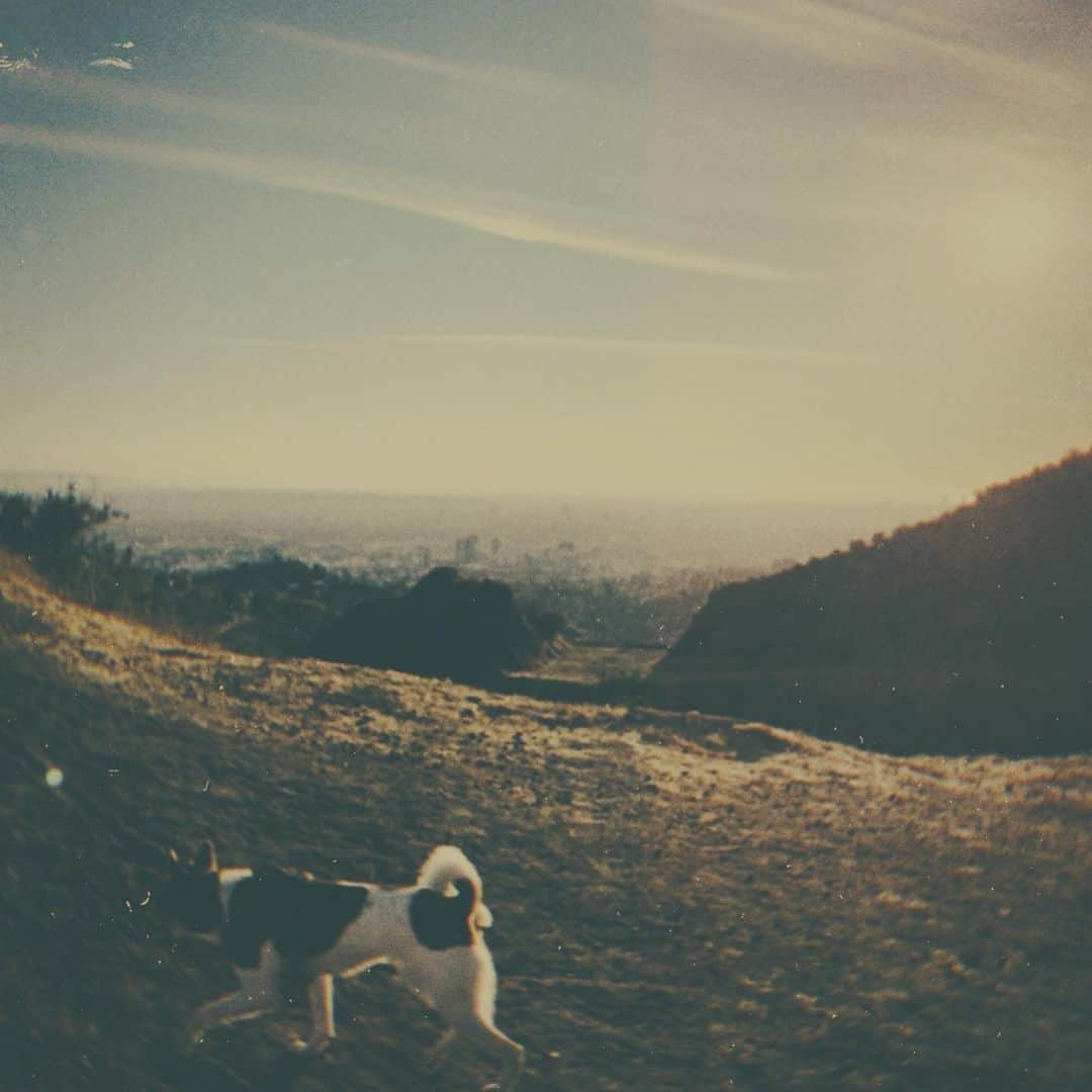 ローラさんのインスタグラム写真 - (ローラInstagram)「Going hiking with the doggies is my favorite thing to do in LA✨⛰🐶  アキとモカを連れて行く山には、いつもたっくさんのいいエネルギーがあふれてる🌱そしてなによりも、わんちゃんが楽しそうにしている姿を見るのがわたしのしあわせ😌💫」12月21日 14時02分 - rolaofficial