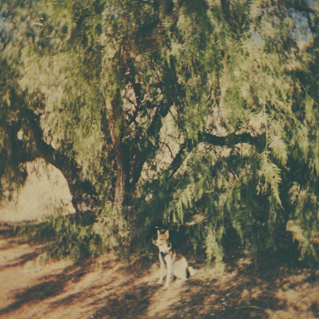 ローラさんのインスタグラム写真 - (ローラInstagram)「Going hiking with the doggies is my favorite thing to do in LA✨⛰🐶  アキとモカを連れて行く山には、いつもたっくさんのいいエネルギーがあふれてる🌱そしてなによりも、わんちゃんが楽しそうにしている姿を見るのがわたしのしあわせ😌💫」12月21日 14時02分 - rolaofficial