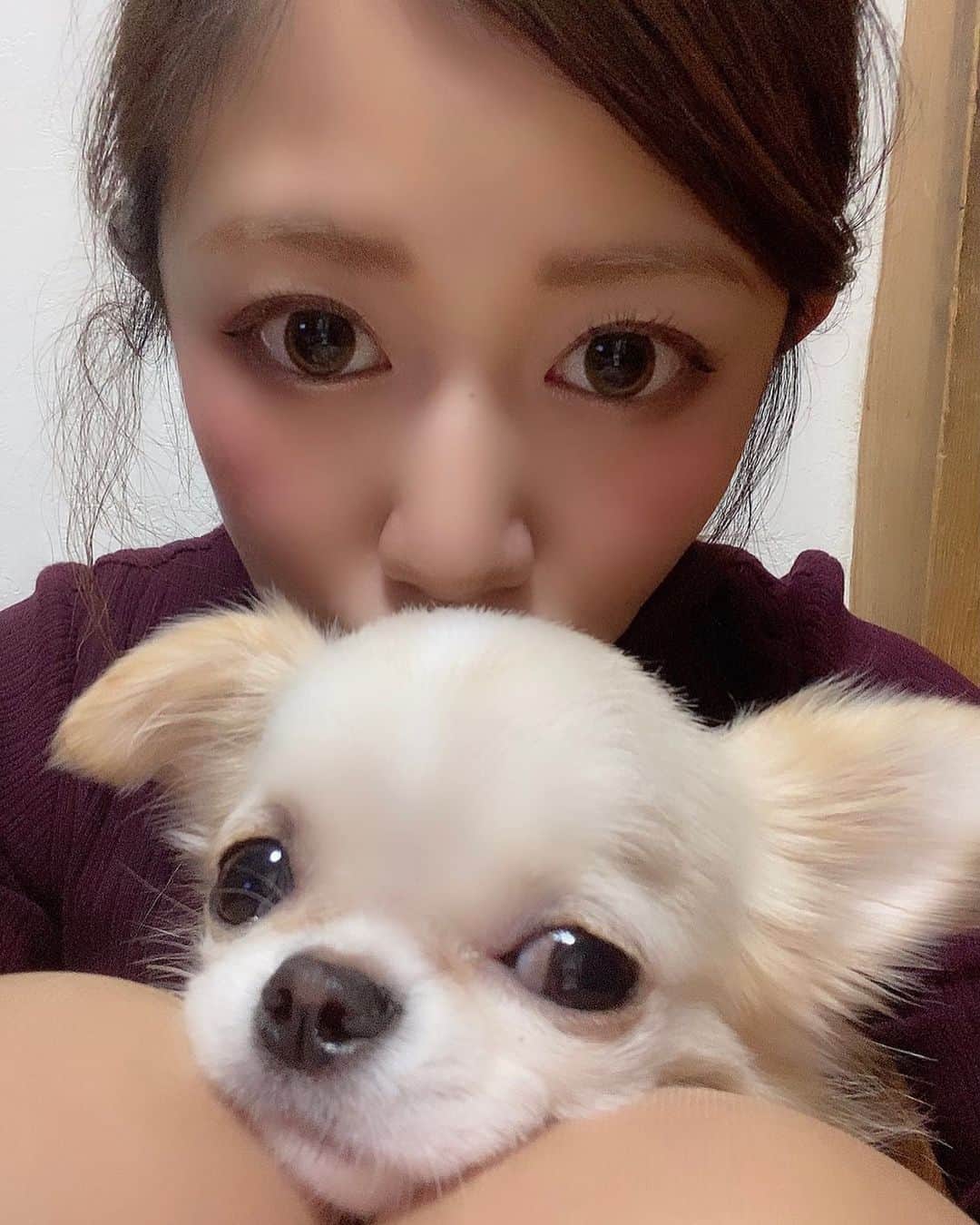 あやなのインスタグラム：「りんちゃんもカメラを向いてくれました📸💕 りんちゃんに癒される毎日🥰 ほんとに人懐っこくてかわいい🎀 . . #愛犬 #家族 #チワワ #りんちゃん #犬のいる生活 #癒し」