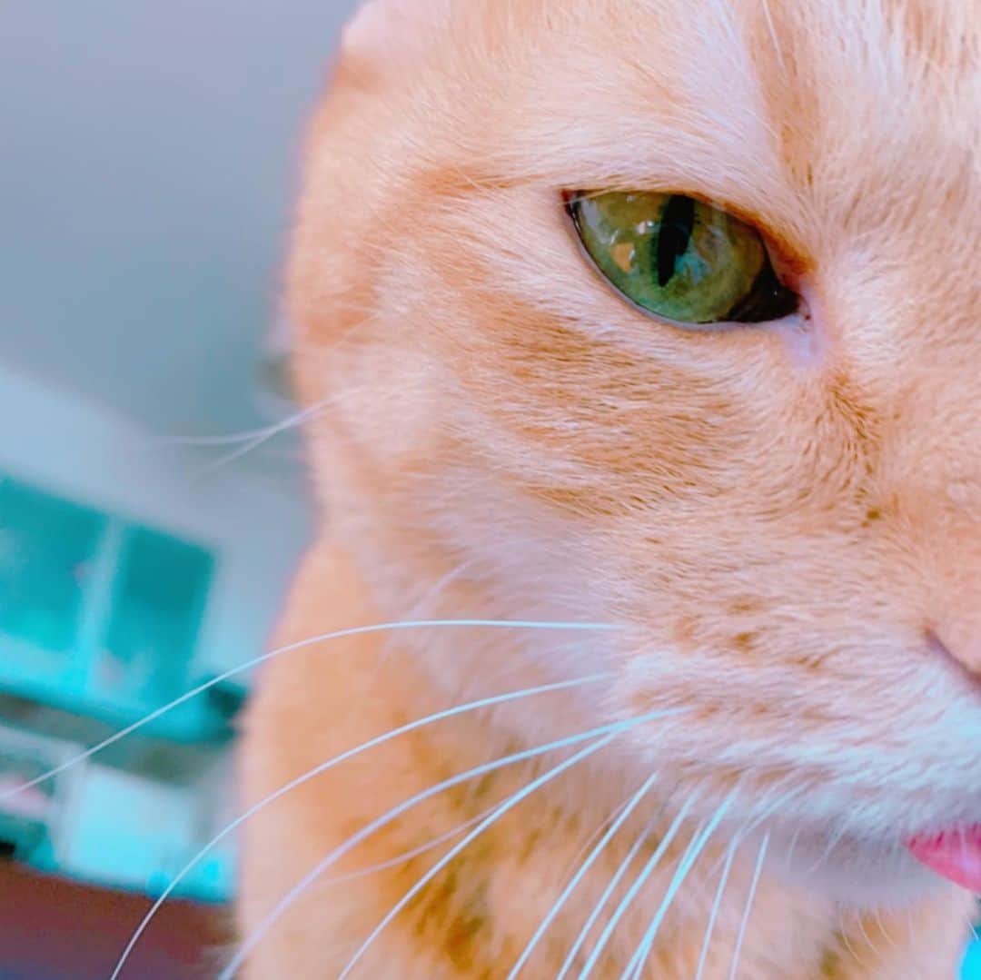 小桜エツ子さんのインスタグラム写真 - (小桜エツ子Instagram)「猫の好きなとこ。 ベロをしまい忘れるとこ。  #猫」12月21日 13時56分 - kozaetu
