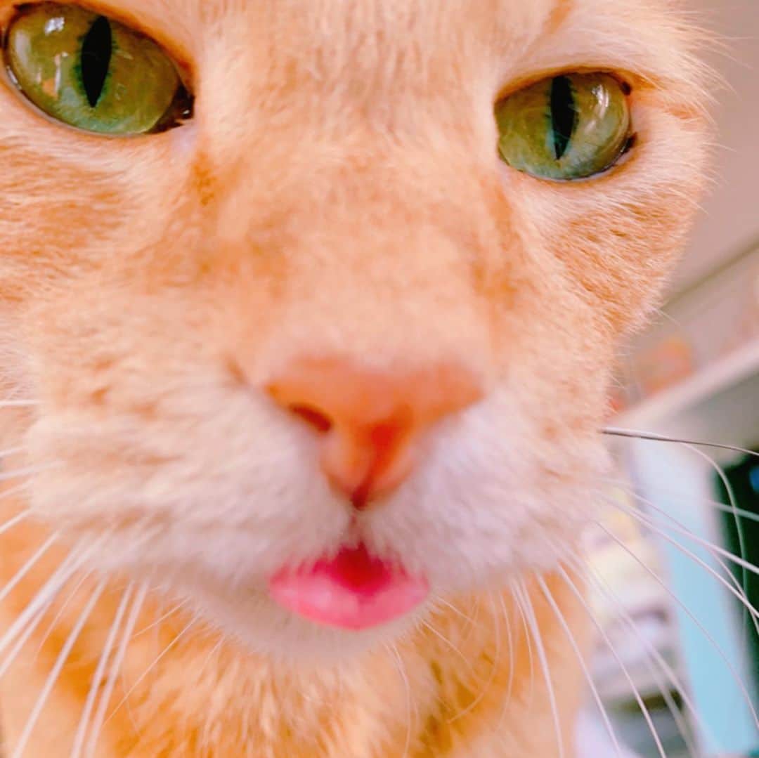 小桜エツ子さんのインスタグラム写真 - (小桜エツ子Instagram)「猫の好きなとこ。 ベロをしまい忘れるとこ。  #猫」12月21日 13時56分 - kozaetu