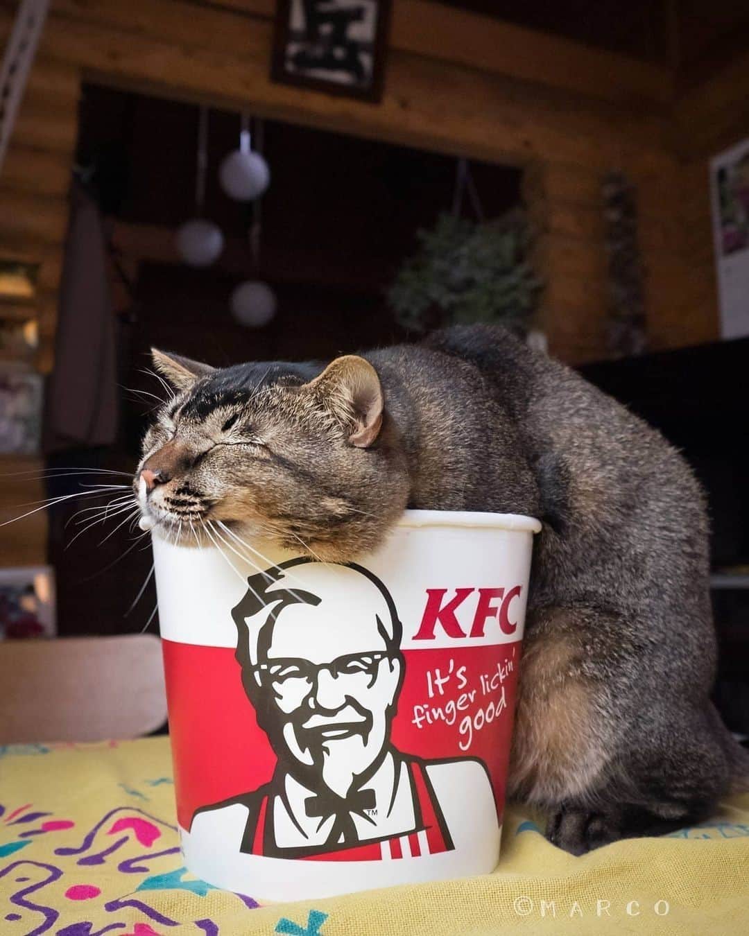 Aww Clubさんのインスタグラム写真 - (Aww ClubInstagram)「Me after a heavy meal⠀ ⠀ 📷@marco77774⠀ ⠀ #meowed #marco77774 #KFC #yum」12月21日 14時00分 - meowed