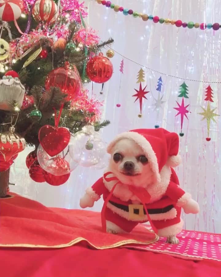 チョンダヨン（Jungdayeon）のインスタグラム：「곧 크리스마스가 다가오네요.^^  🌲☃️🍎🌲✨🌲🌹 일상의 소중함을 느끼게 해준 올한해. 2020년의 힘들었던 일들은 모두 날려버리고🎈 . 2021년은  행복하고 좋은일들만 가득하기를 바래요.!!  몸튼튼 .  마음튼튼.  우리모두 힘내요.!! . Merry Christmas & Happy New year.  #jungdayeon_ucc #merrychristmas 🎄🎁🎅 #jingleball 🦌🦌🦌 #petchristmas #mandoo」