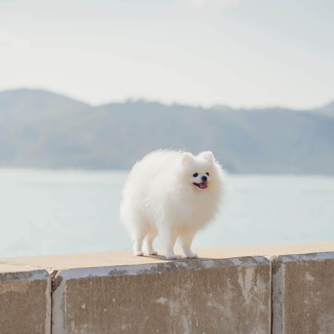 Mochi the Orkyehさんのインスタグラム写真 - (Mochi the OrkyehInstagram)「Happy Monday! We’re starting the new week with some fresh ocean air ~🥰」12月21日 14時58分 - orkyeh