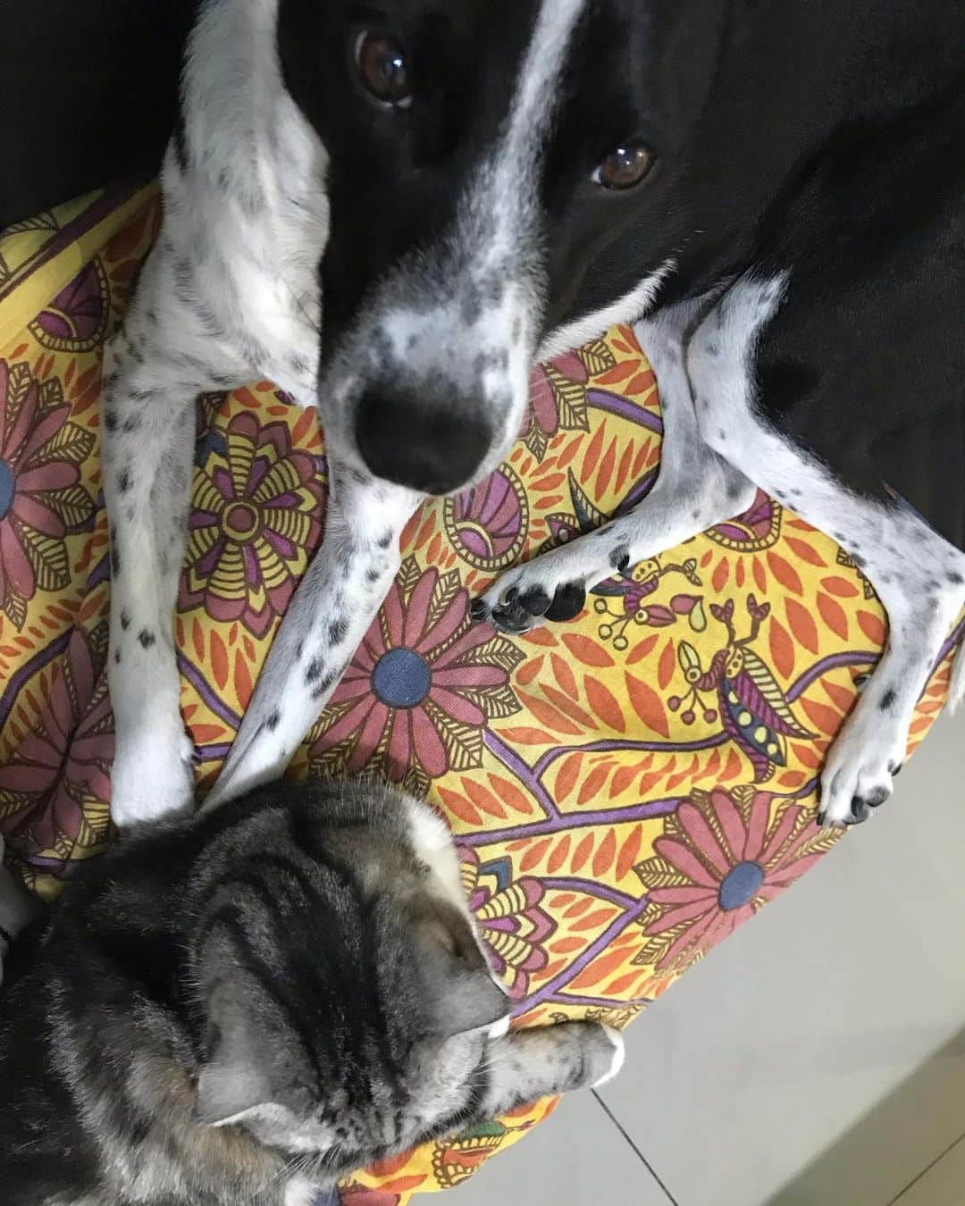 KATSUOのインスタグラム：「かつおで暖をとる . #pet #petstagram #petsofinstagram #dog #cat #かつおとメイ」