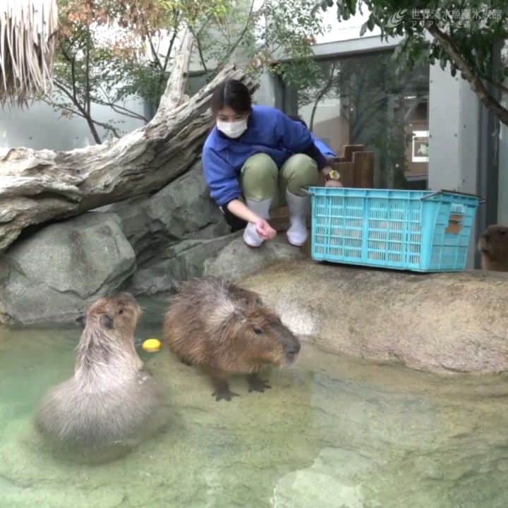 世界淡水魚園水族館 アクア・トト ぎふのインスタグラム：「今日は冬至ですね。 「冬至にゆず湯に入ると風邪をひかない」ということで、今年もカピバラたちがゆず風呂を満喫しました。 ポカポカと温まる様子をお楽しみください♪  #アクアトト #アクアトトぎふ #アクアトト岐阜#aquarium #カピバラ #capybara #hydrochoerushydrochaeris#ゆず湯#冬至」