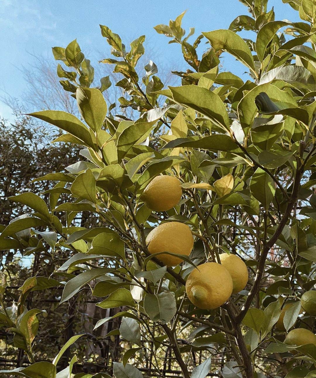 桃衣香帆さんのインスタグラム写真 - (桃衣香帆Instagram)「レモンはビタミンCのイメージが強いけど、ダイエットにもいいとされてるんですよ〜〜！🍋 高脂肪食食べるときにおすすめです。  わたしは白湯にレモンと蜂蜜入れて飲むのが好き🍋」12月21日 16時02分 - momoikaho