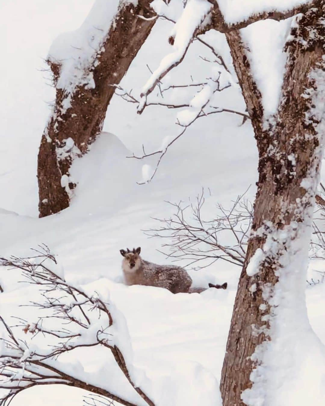 広野あさみのインスタグラム